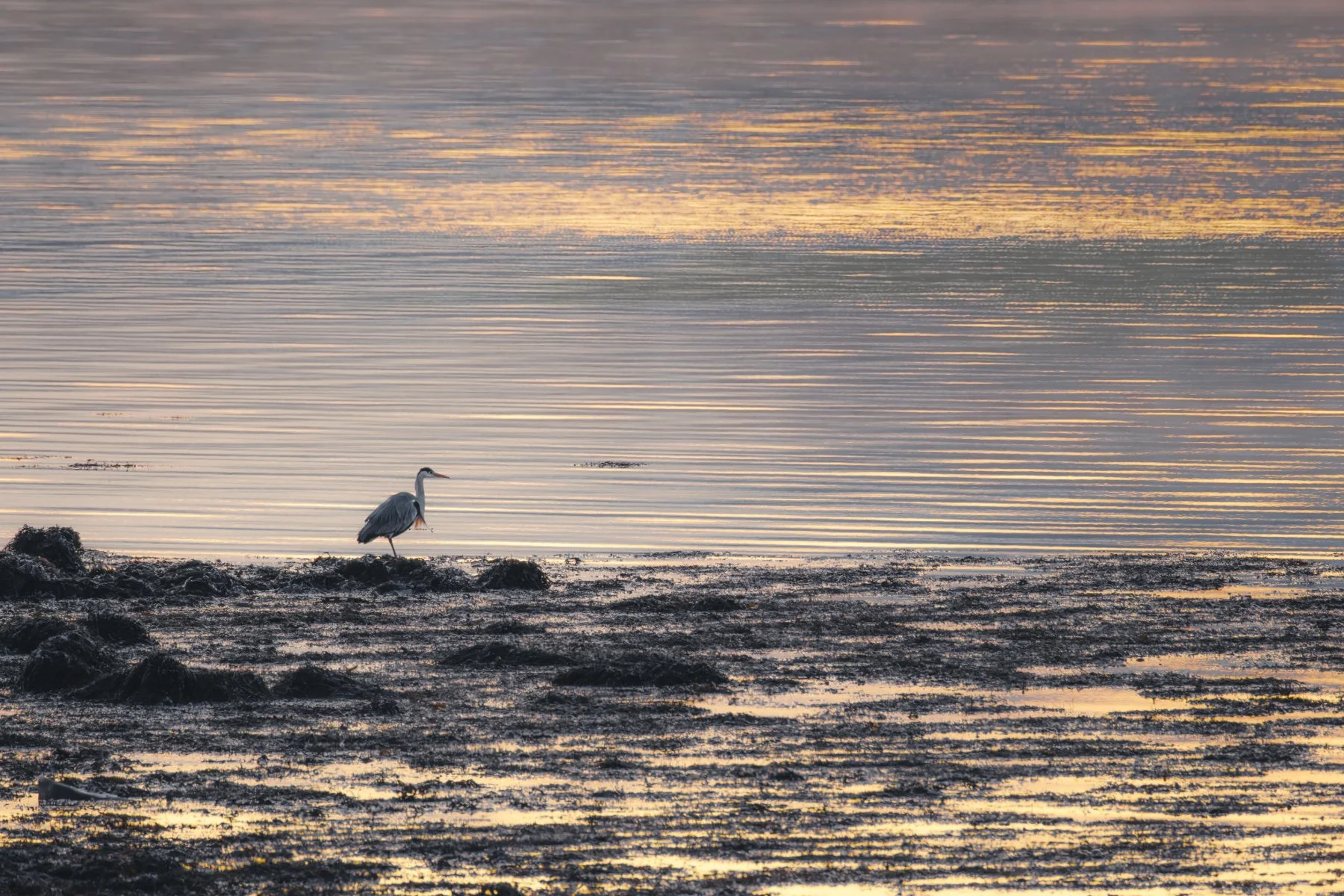 A heron standing hunting on seaweed covered rocks at the edge of Loch Sunart with the gold colours of sunrise reflected in the water | Sunart Scotland | Steven Marshall Photography