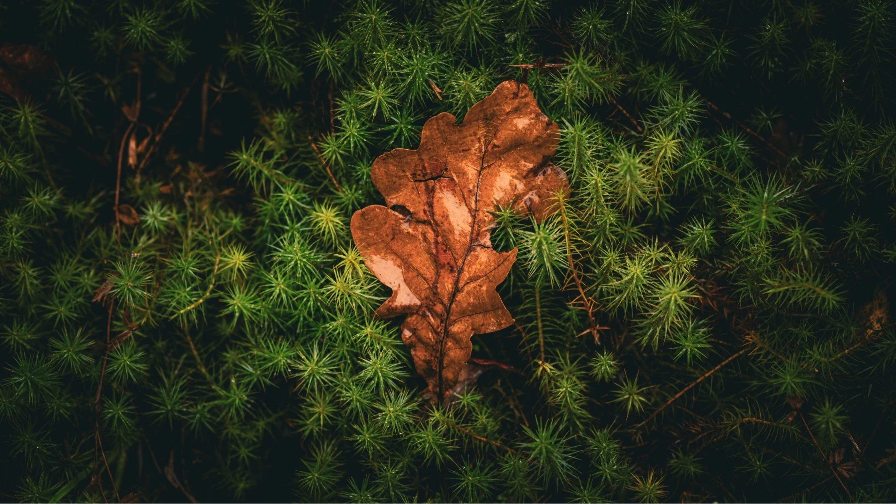 A single golden oak leaf sitting on green haircap moss. Ariundle Oakwood | Sunart Scotland | Steven Marshall Photography