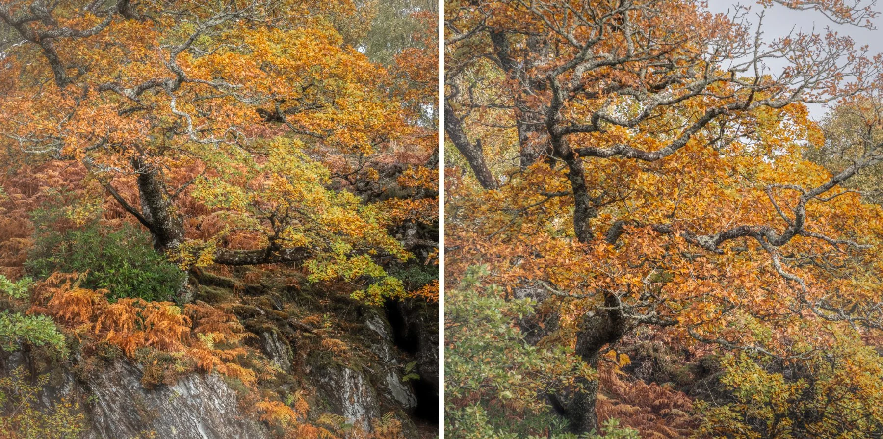 Oak trees in woodland with golden autumn colours near the River Shiel, Dorlin | Moidart Scotland | Steven Marshall Photography
