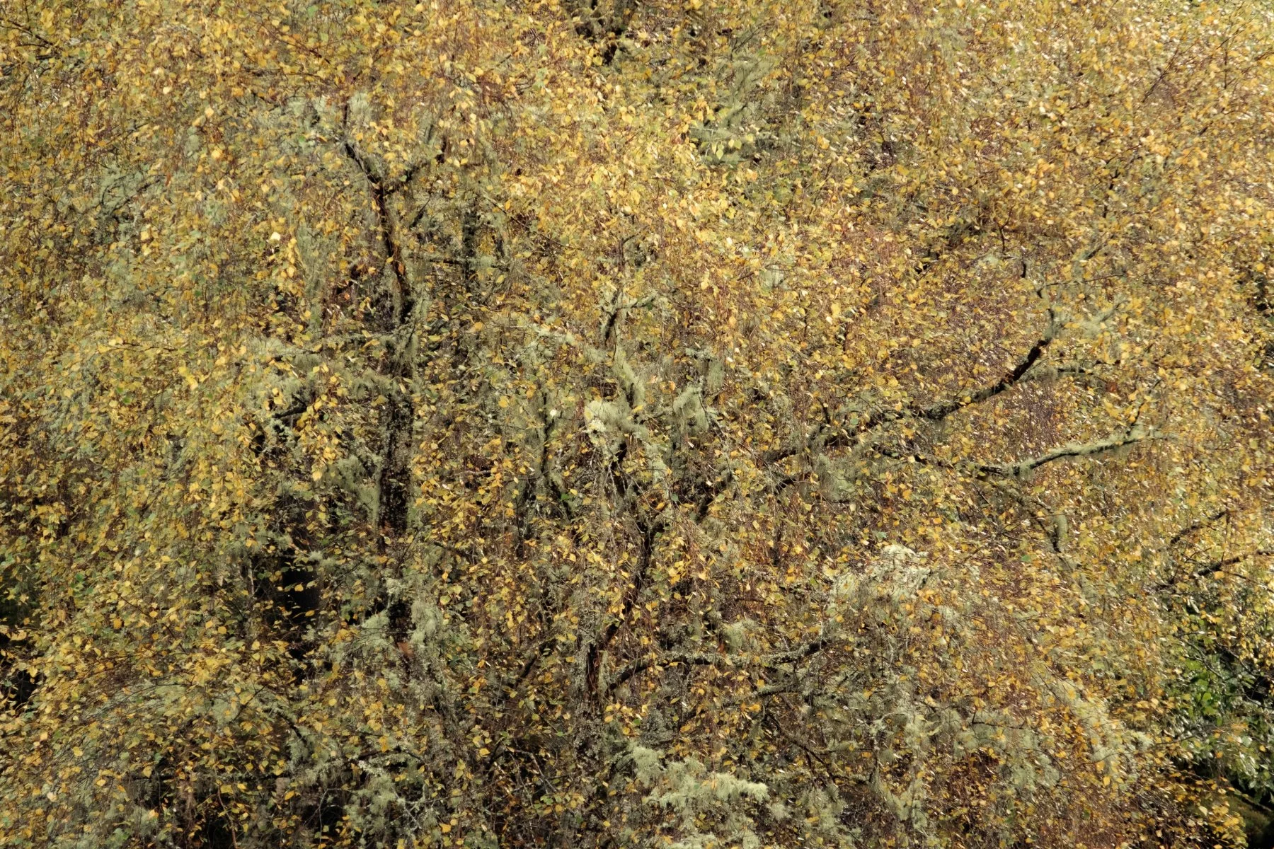 Tangled branches of birch trees laden with light green lichen and yellow golden autumn leaves near Resipole | Sunart Scotland | Steven Marshall Photography