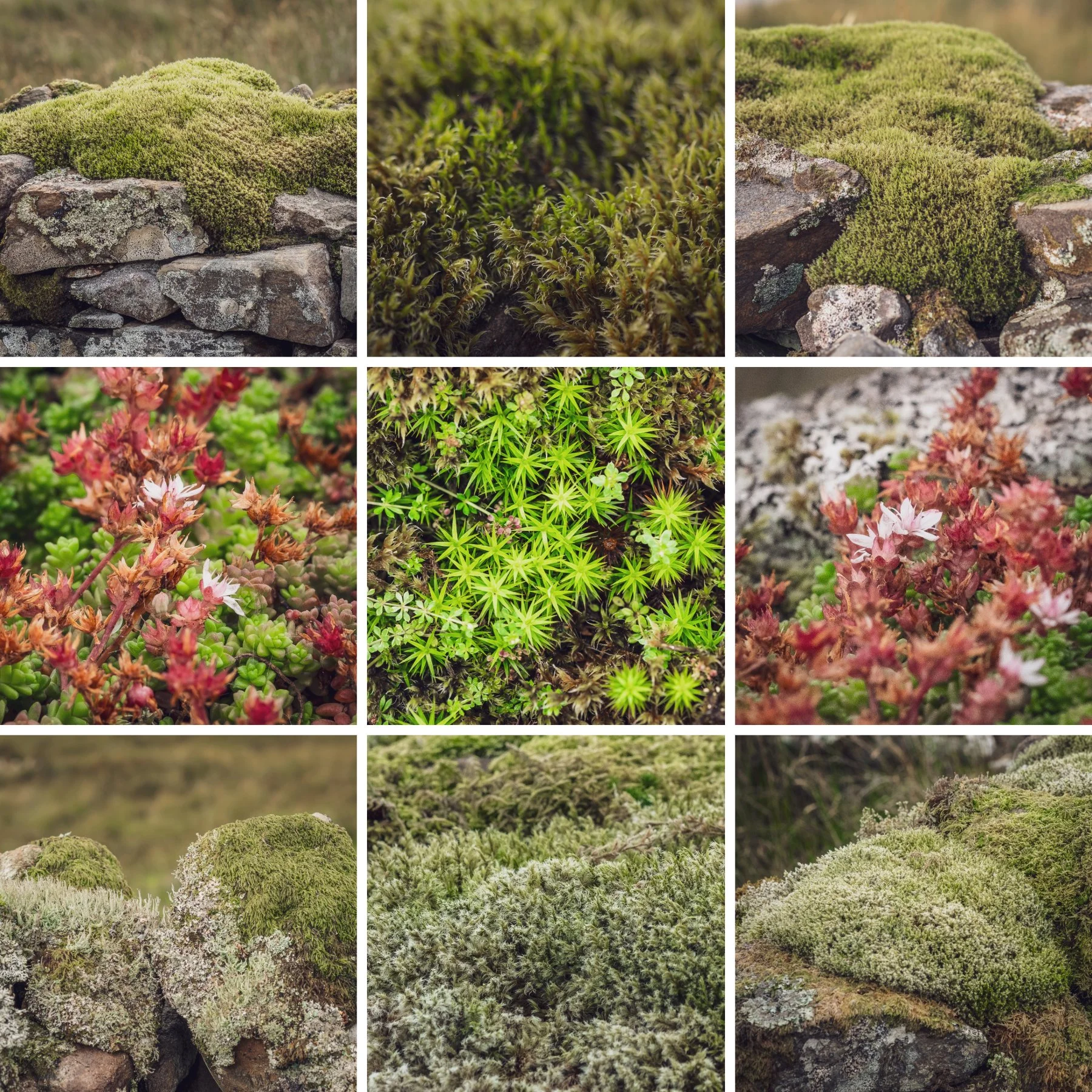 Close ups of moss and stonecrop on the stone walls of a ruined croft house in the Scottish Highlands | Bourblaige Cleared Settlement, Ardnamurchan, Scotland | Steven Marshall Photography