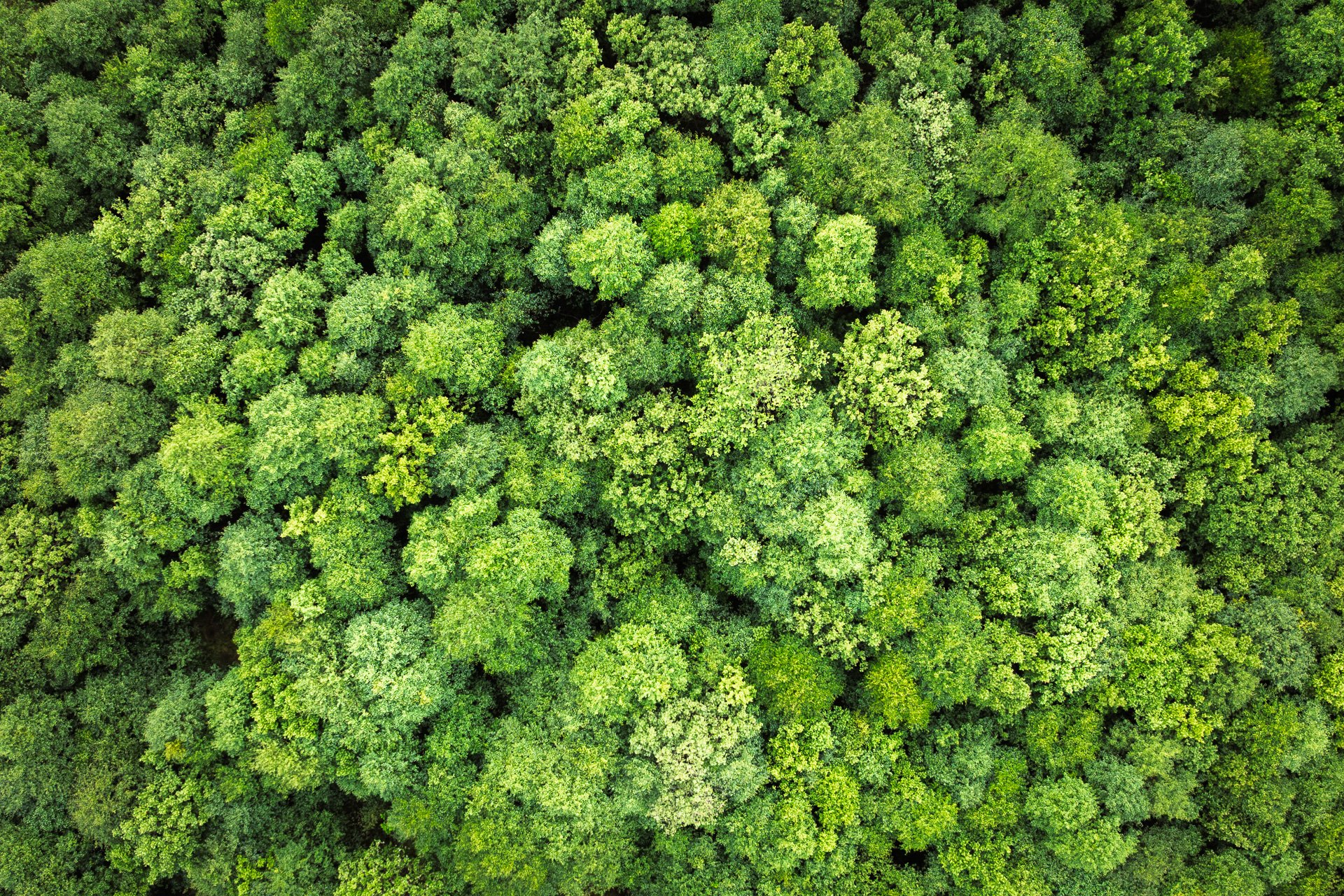 Talking Trees