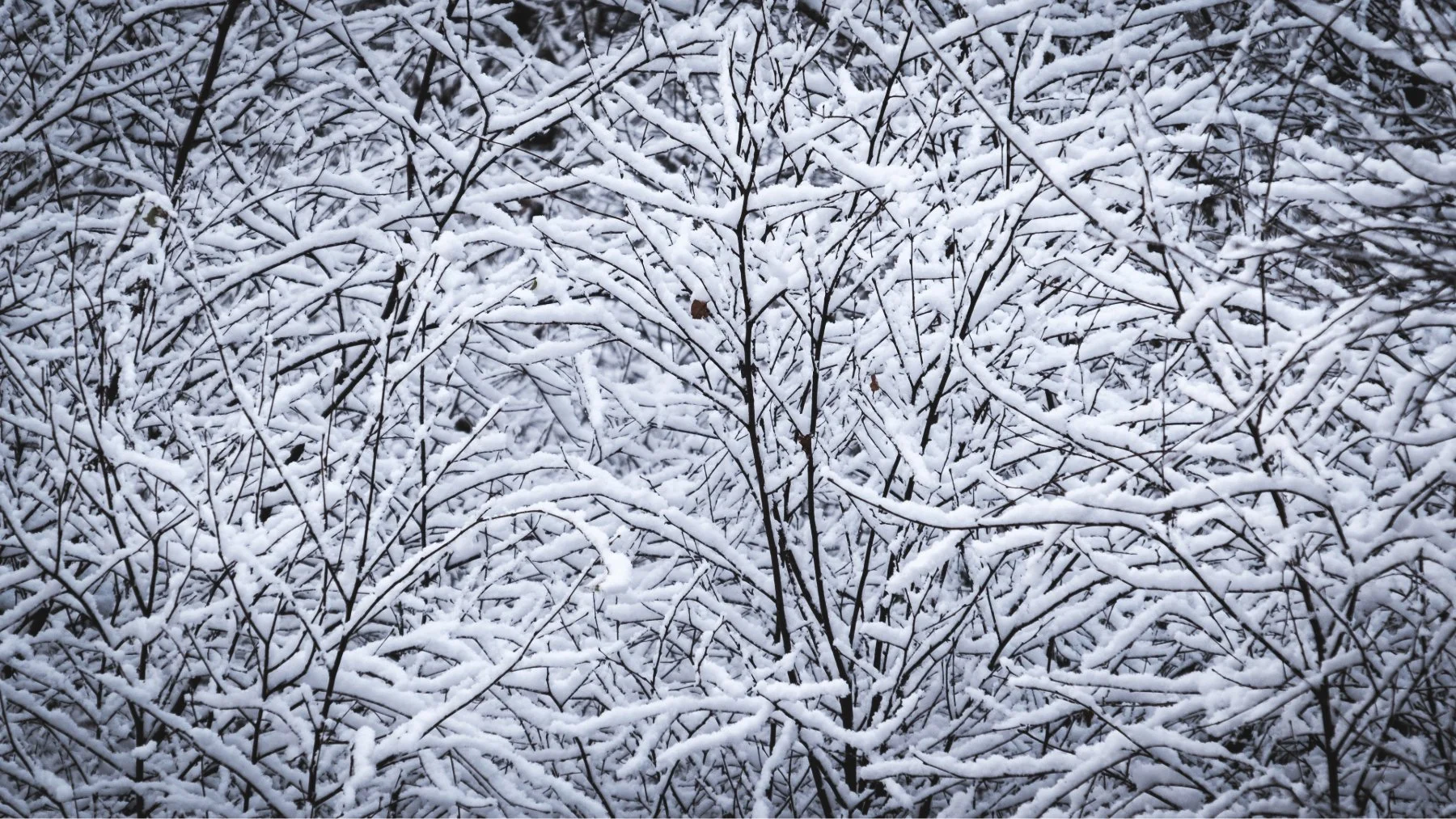 Fresh snowfall covering the trees at Lochan na Dunaich | Sunart Scotland | Steven Marshall Photography
