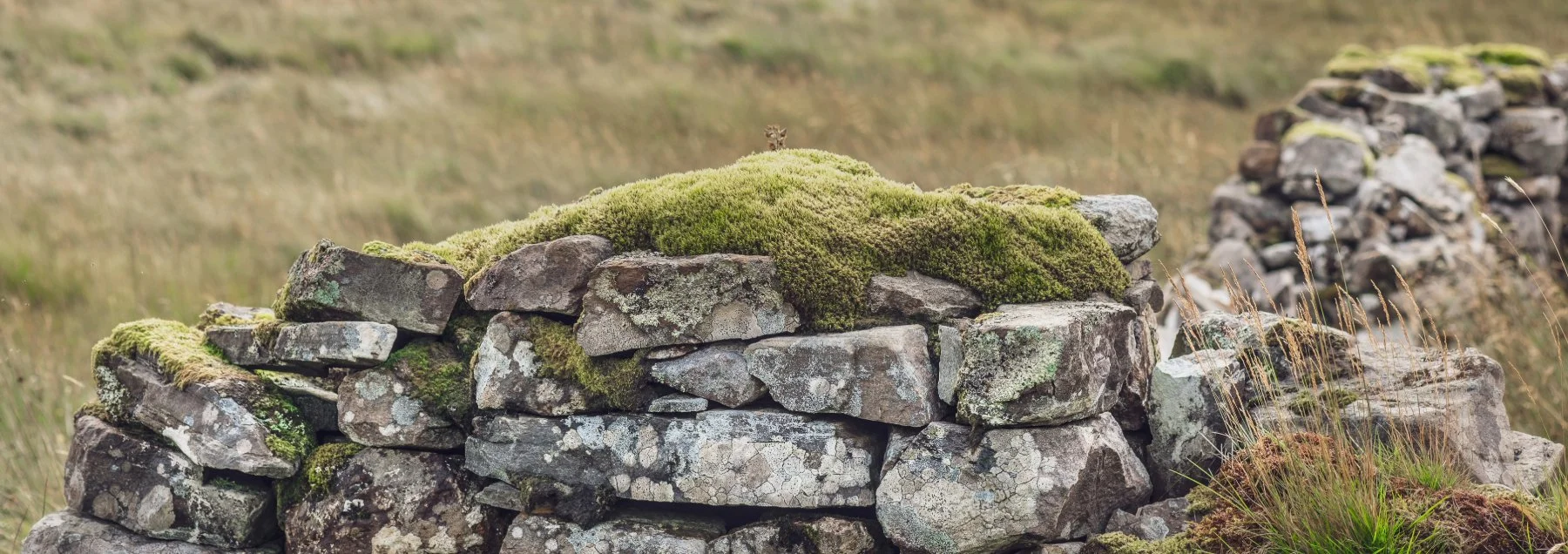 Close up of moss on the stone walls of a ruined croft house in the Scottish Highlands | Bourblaige Cleared Settlement, Ardnamurchan, Scotland | Steven Marshall Photography