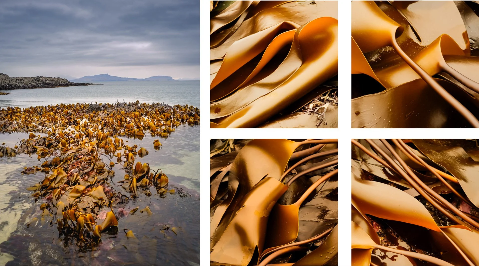 A bed of golden sea kelp in Fascadale Bay with the Isle of Eigg on the distant horizon | Ardnamurchan, Scotland | Steven Marshall Photography