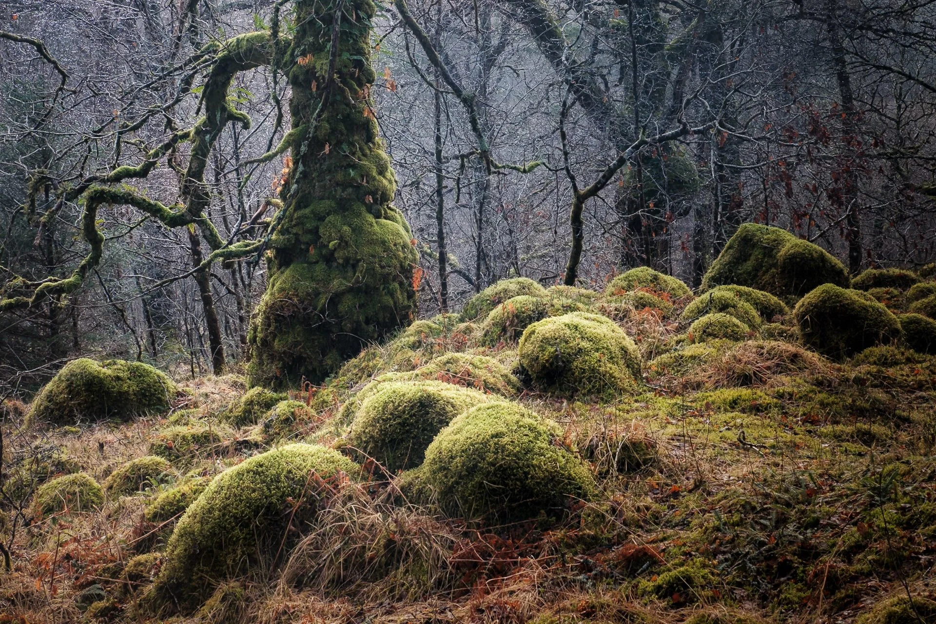 Ancient oak trees and boulders covered in moss in Ariundle Oakwood near Strontian | Sunart, Scotland | Steven Marshall Photography