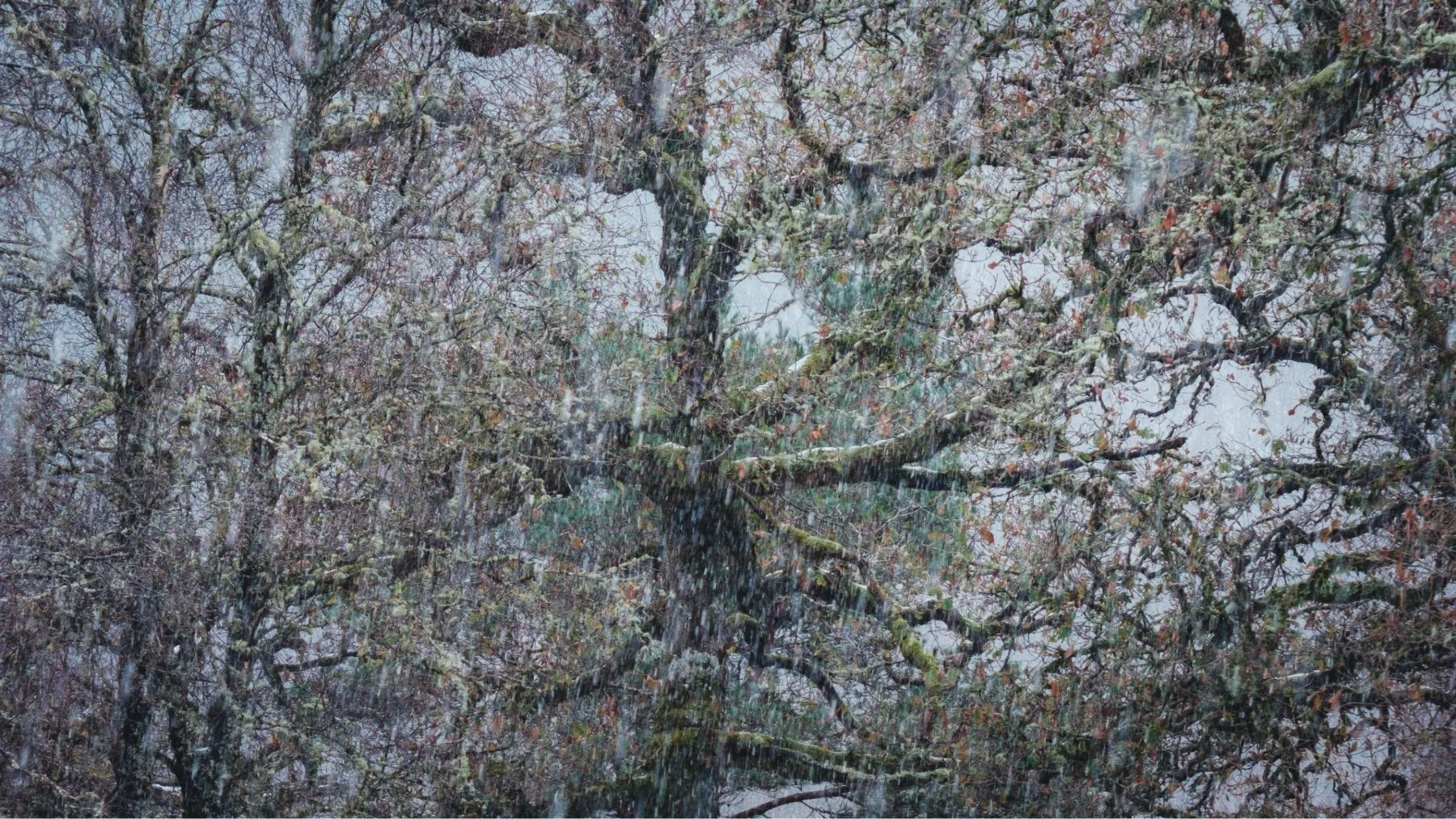 A twisted ancient oak behind heavy snowfall at Ariundle Oakwood near Strontian | Sunart Scotland | Steven Marshall Photography