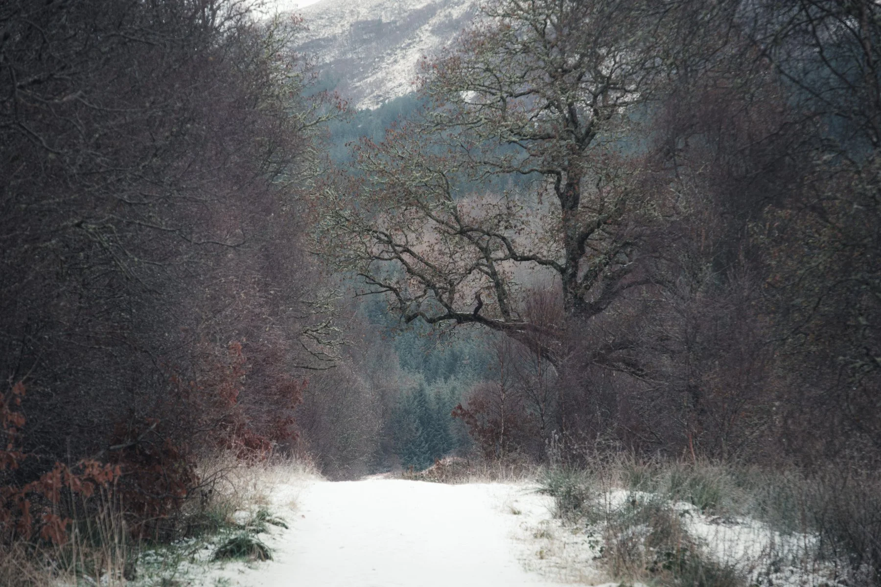 A birch lined and snow-covered path leading into Ariundle Oakwood near Strontian | Sunart Scotland | Steven Marshall Photography