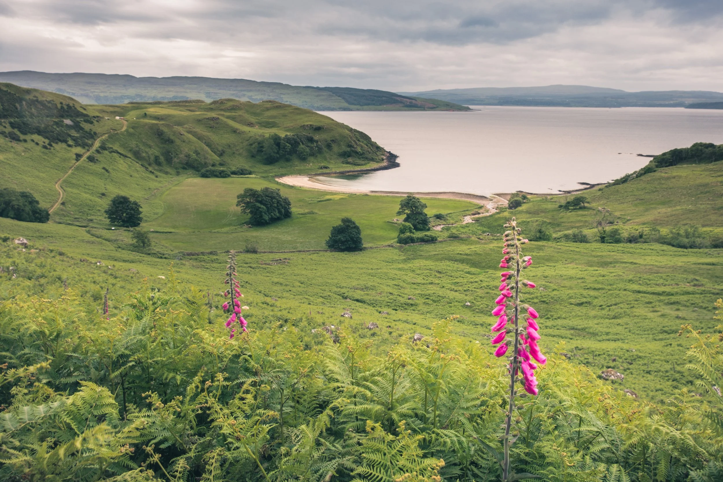 Foxgloves among bracken on a cloudy day at Camas nan Geall, Ardslignish | Ardnamurchan Scotland | Steven Marshall Photography