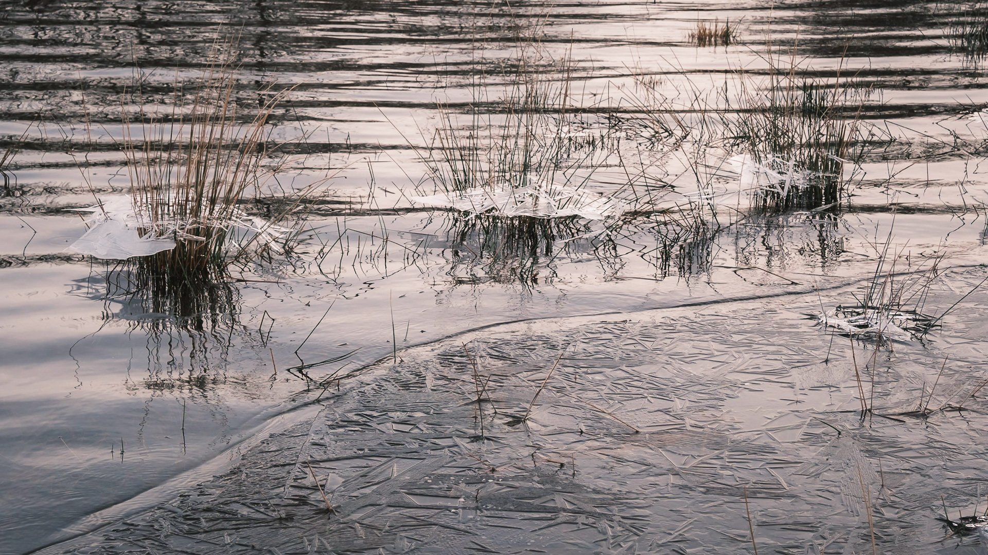 Ice suspended in tussocks of grass in the flooded fields around the edge of Loch Shiel in Acharacle | Ardnamurchan, Scotland | Steven Marshall Photography
