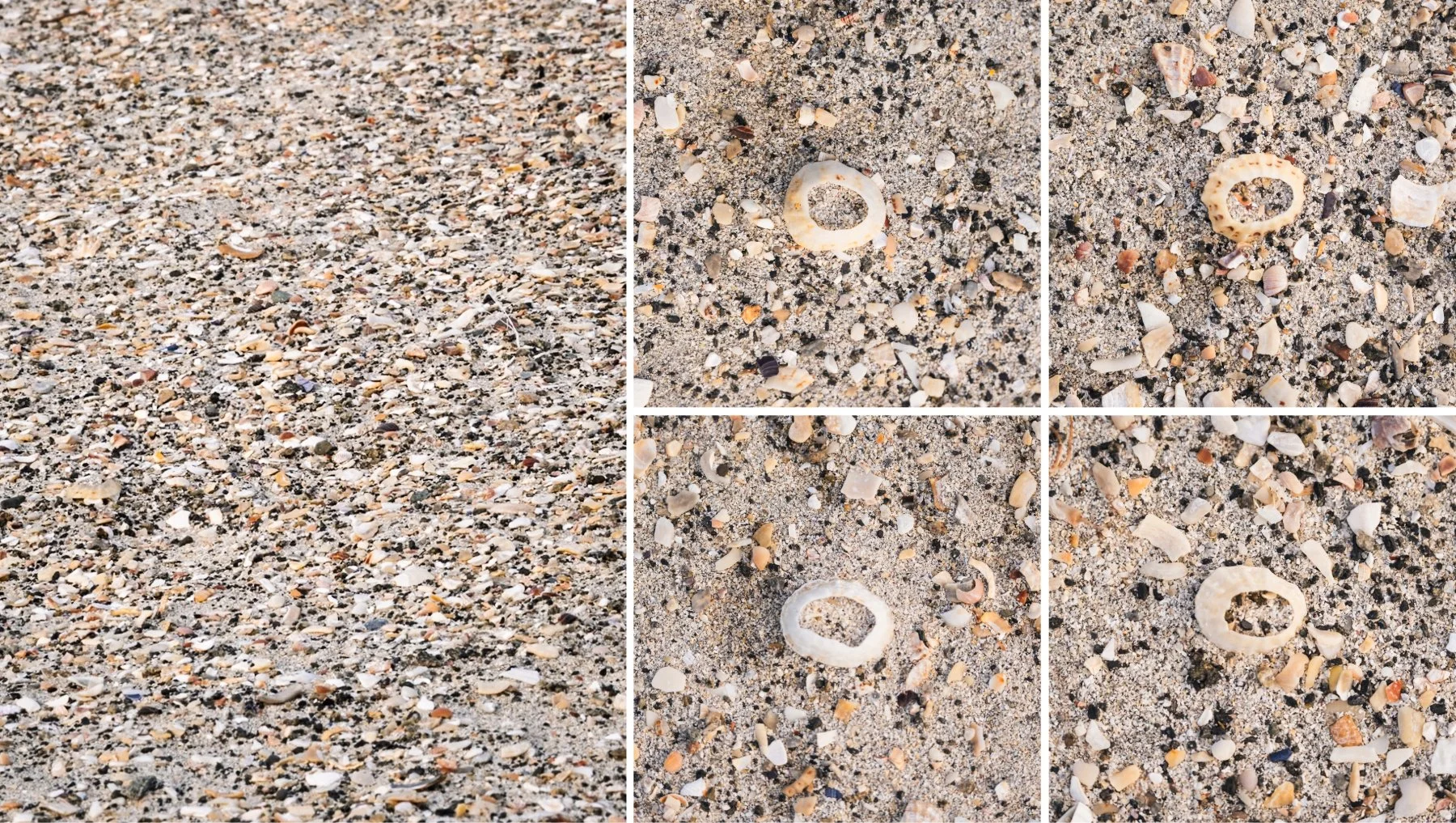 Close up of the fragments of seashells that make up the coral white sand of the beach at Sanna | Ardnamurchan Scotland | Steven Marshall Photography