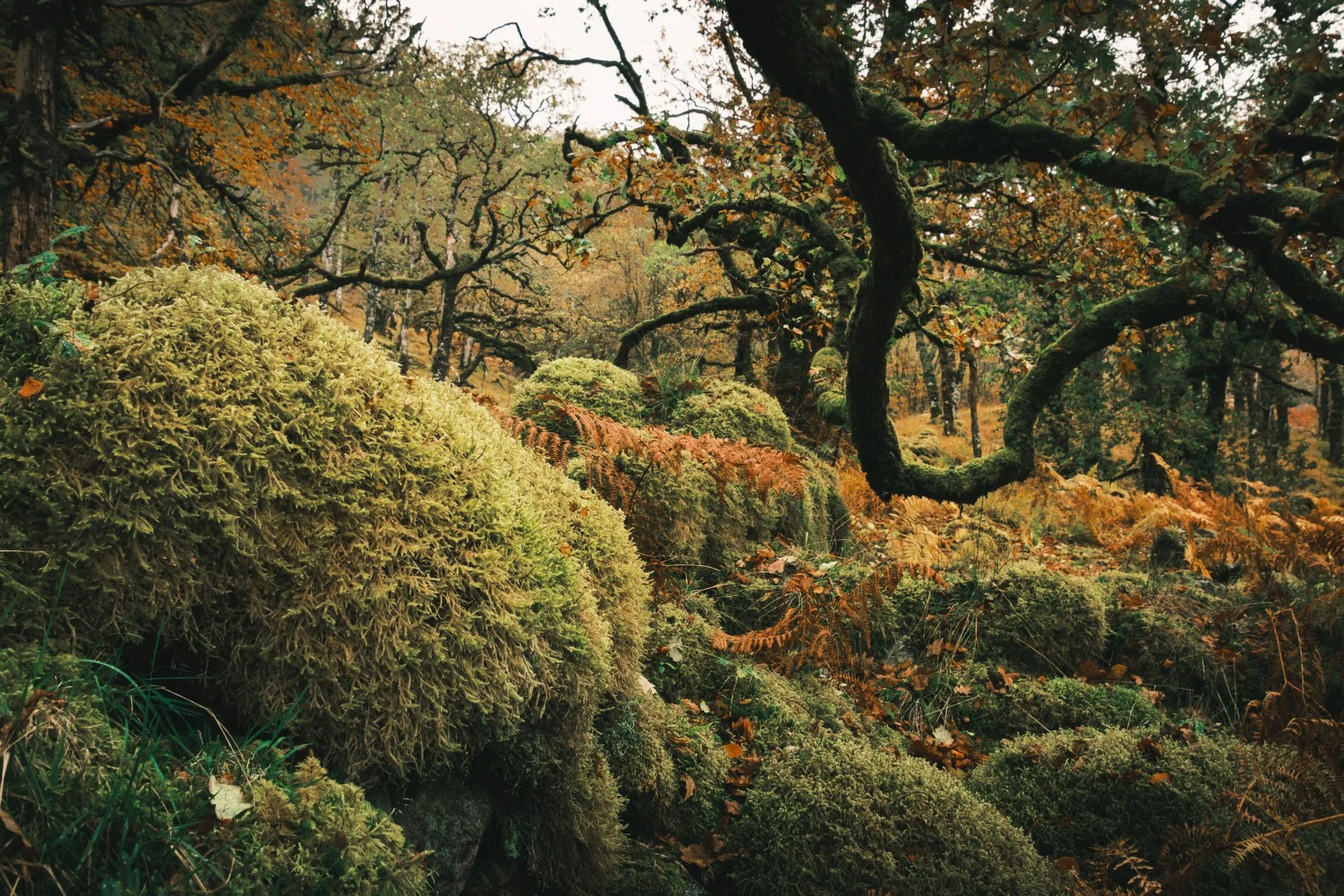 Moss covered boulders under trees with golden bracken at Ariundle Oakwood | Sunart Scotland | Steven Marshall Photography
