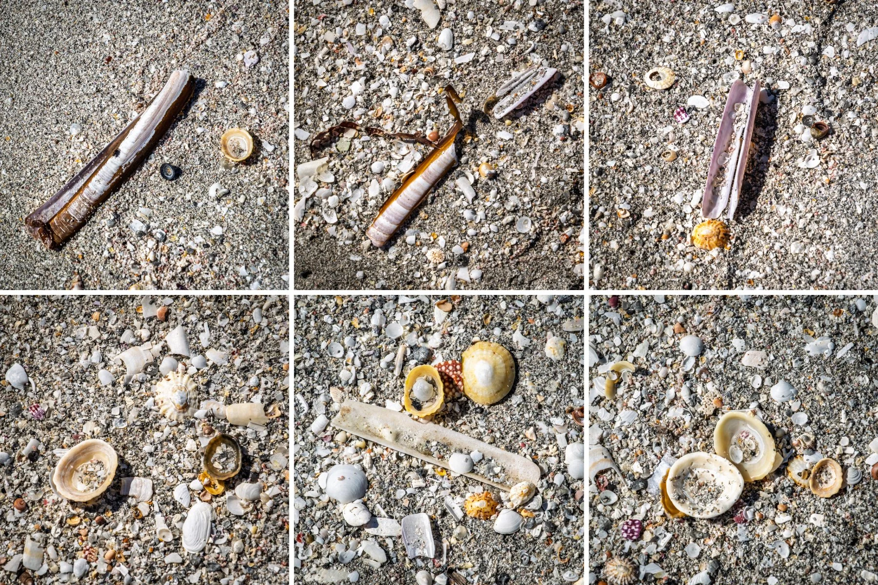 Razor clam and limpet shells and fragments of other shells breaking down to form the white coral sand of Coilleag a Phrionnsa, Eriskay, known as the Prince’s Beach | Outer Hebrides Scotland | Steven Marshall Photography