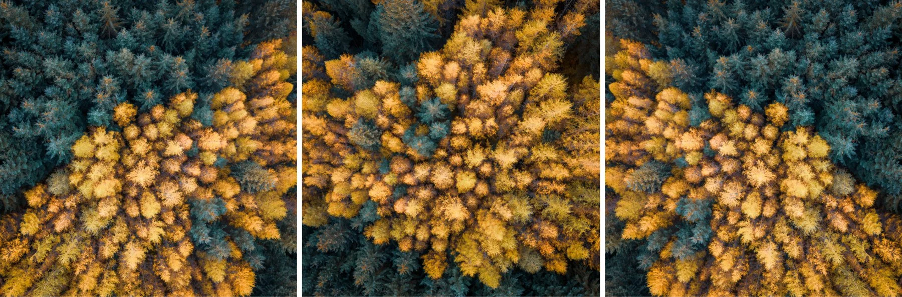 Triptych of aerial shots of contrasting green pine trees and yellow larch trees at autumn time, Loch Doilet, Polloch | Sunart Scotland | Steven Marshall Photography