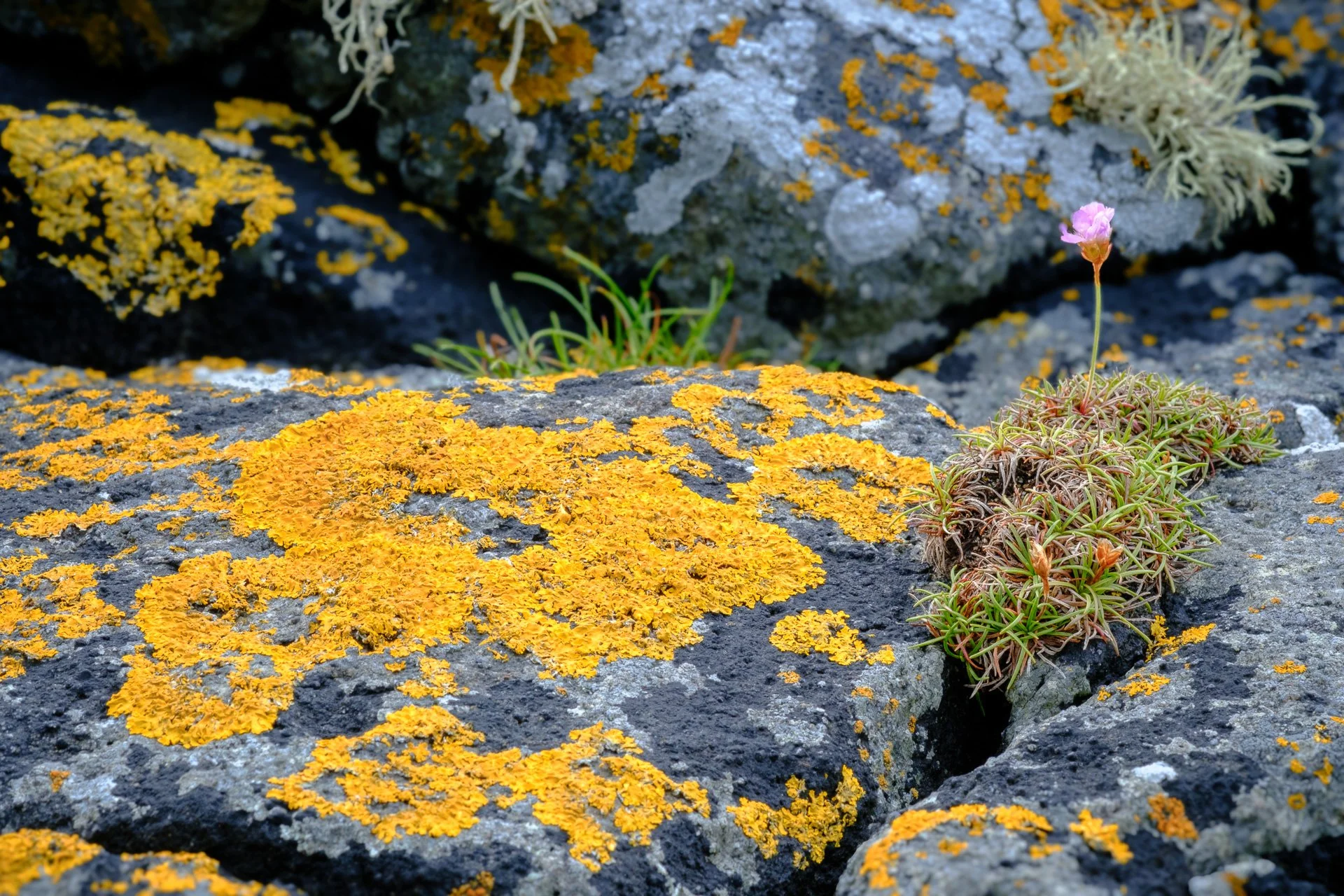A patch of maritime sunburst lichen and a single sea pink found on the rocks at Ardtoe | Ardnamurchan Scotland | Steven Marshall Photography