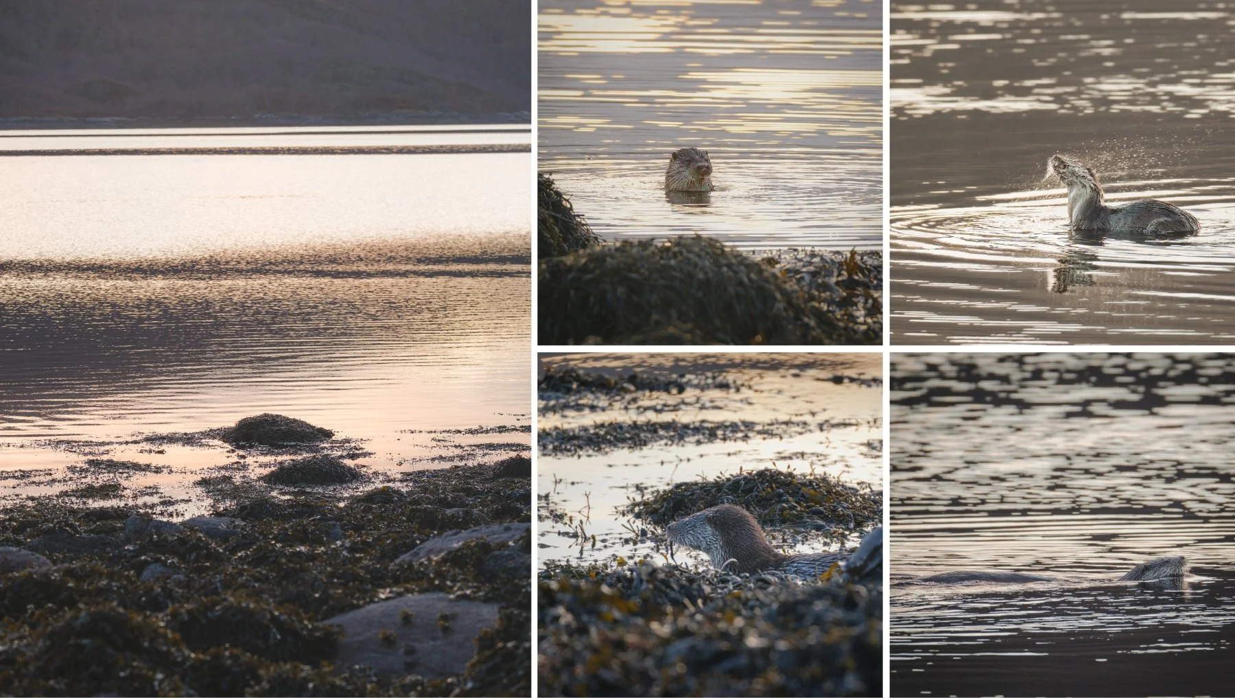An otter in the water and on the shore of shore of Loch Sunart at Resipole | Sunart Scotland | Steven Marshall Photography