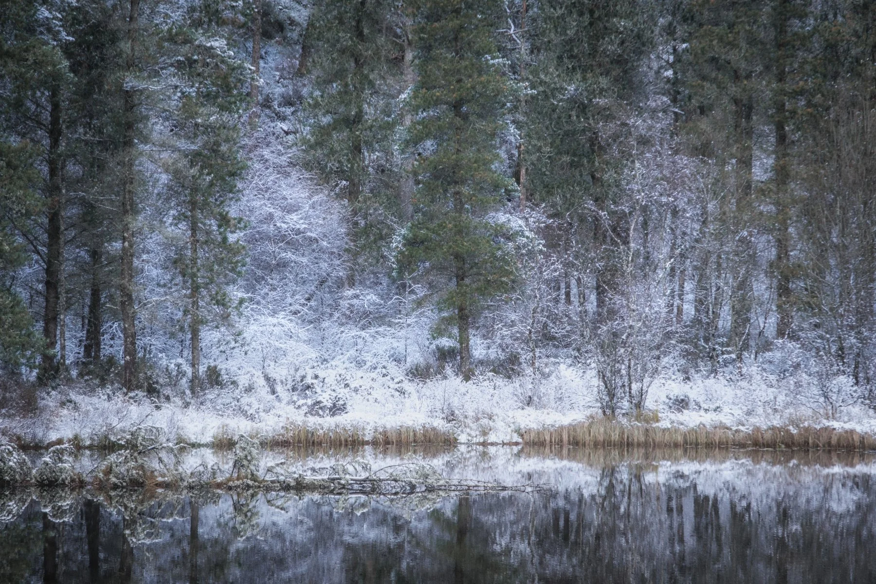 Snow covered woodland around a mirror calm Lochan na Dunaich with the trees reflected in it| Sunart Scotland | Steven Marshall Photography