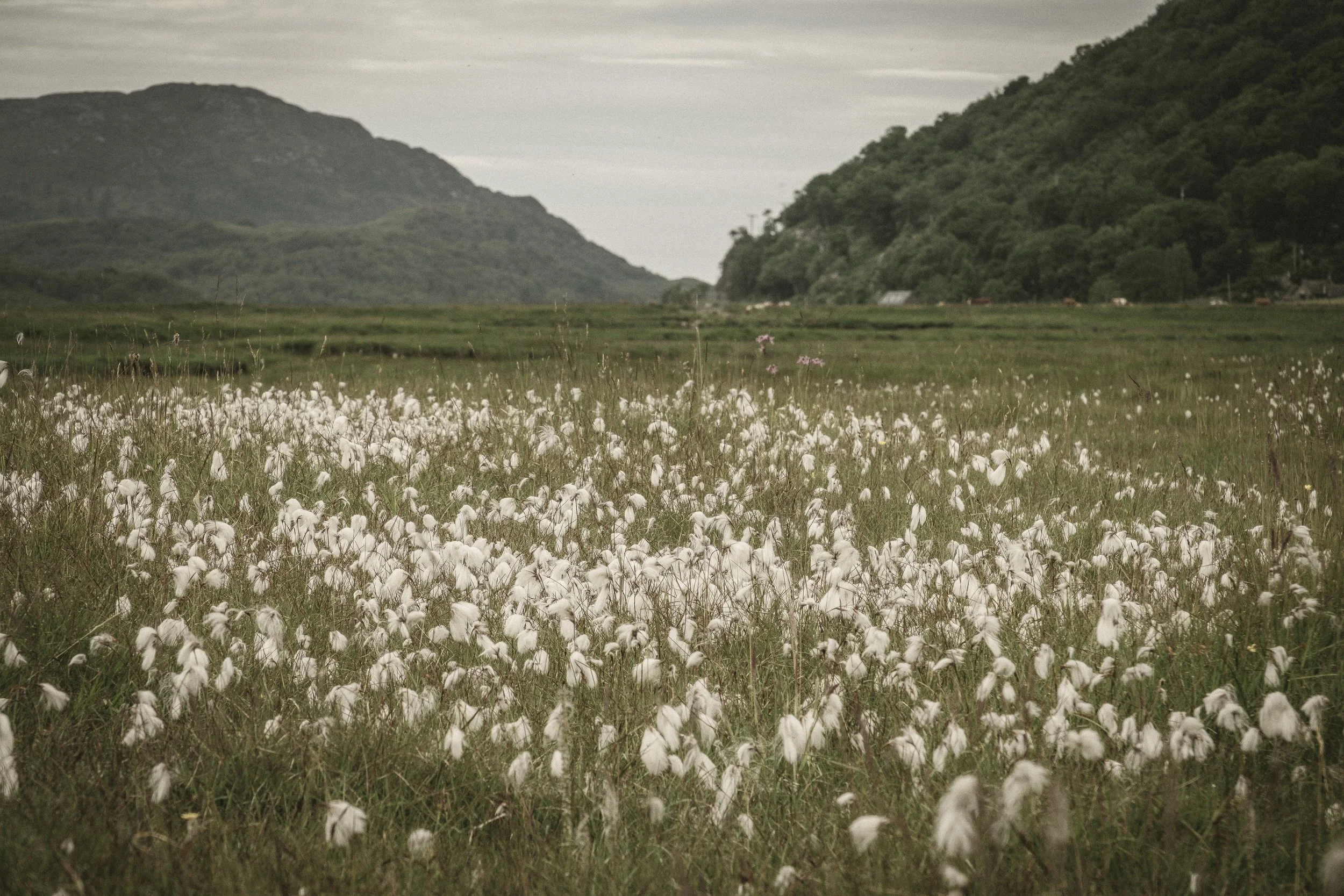 Cottongrass