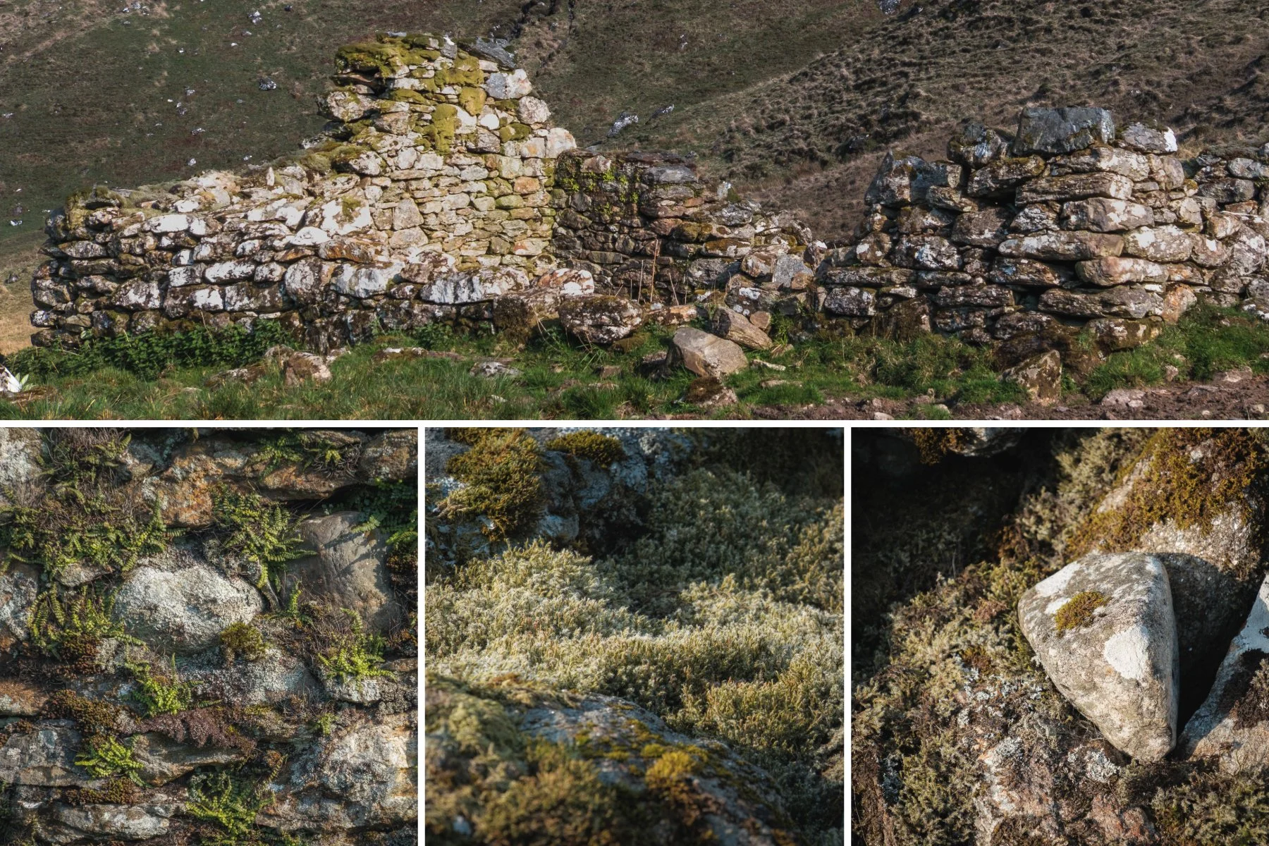 Close up images of the ruins of a stone croft building showing moss, ferns and boulders | Glen Moidart Scotland | Steven Marshall Photography