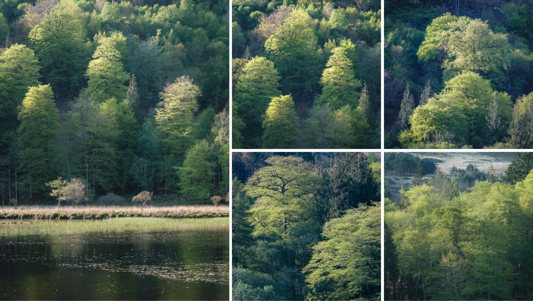 Sunlight on a hillside of trees looking across Loch nan Lochan | Glen Moidart Scotland | Steven Marshall Photography