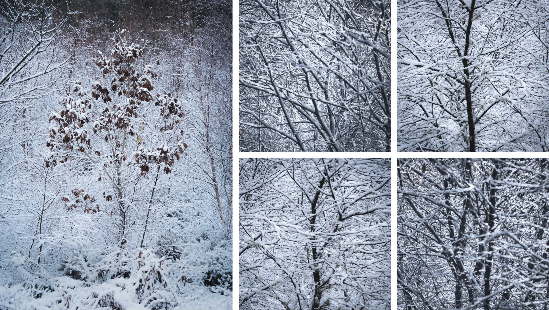 Fresh snowfall covering the trees at Lochan na Dunaich | Sunart Scotland | Steven Marshall Photography