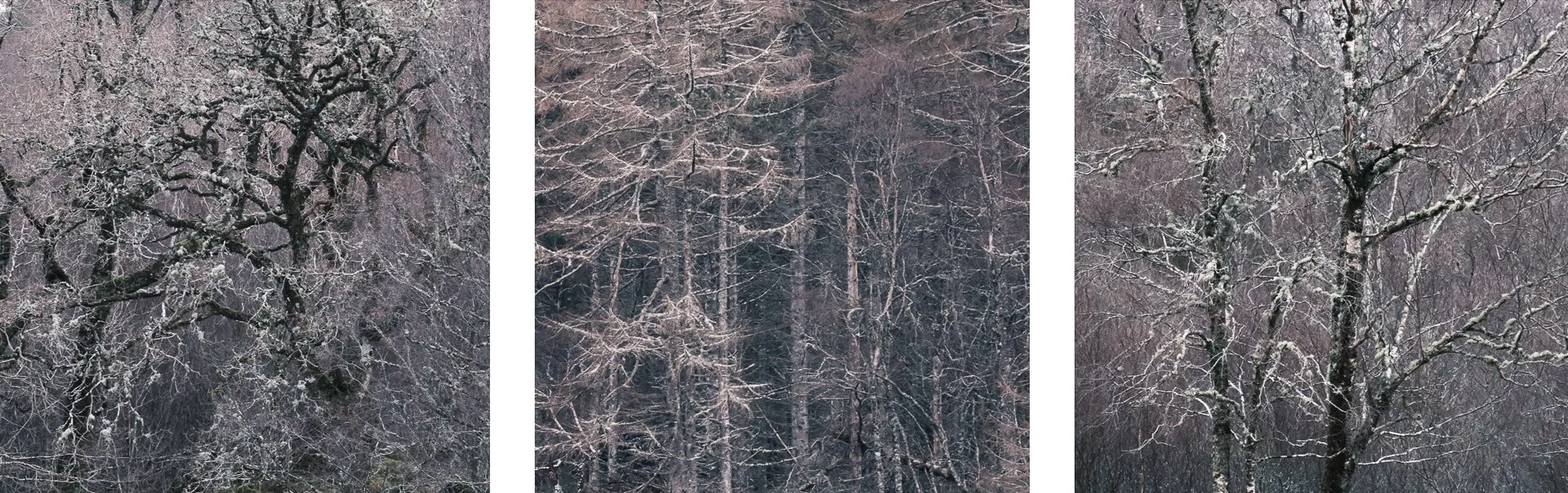 Lichen covered larch and oak trees in the woods at Sàilean nan Cuileag near Salen | Ardnamurchan, Scotland | Steven Marshall Photography