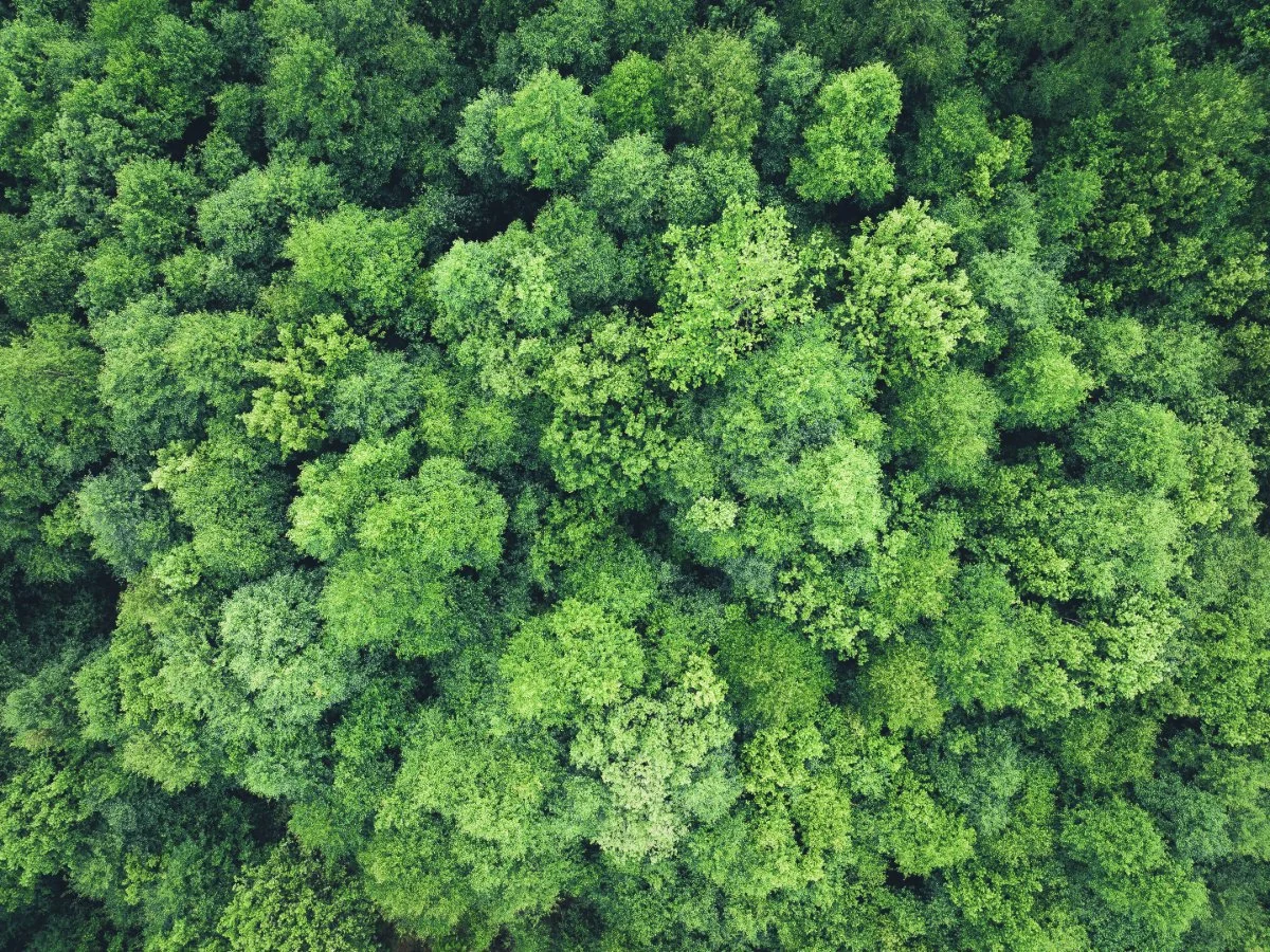 Top-down view of the green canopy of Atlantic Oakwoods with gaps of crown shyness between them | Ardnamurchan, Scotland | Steven Marshall Photography