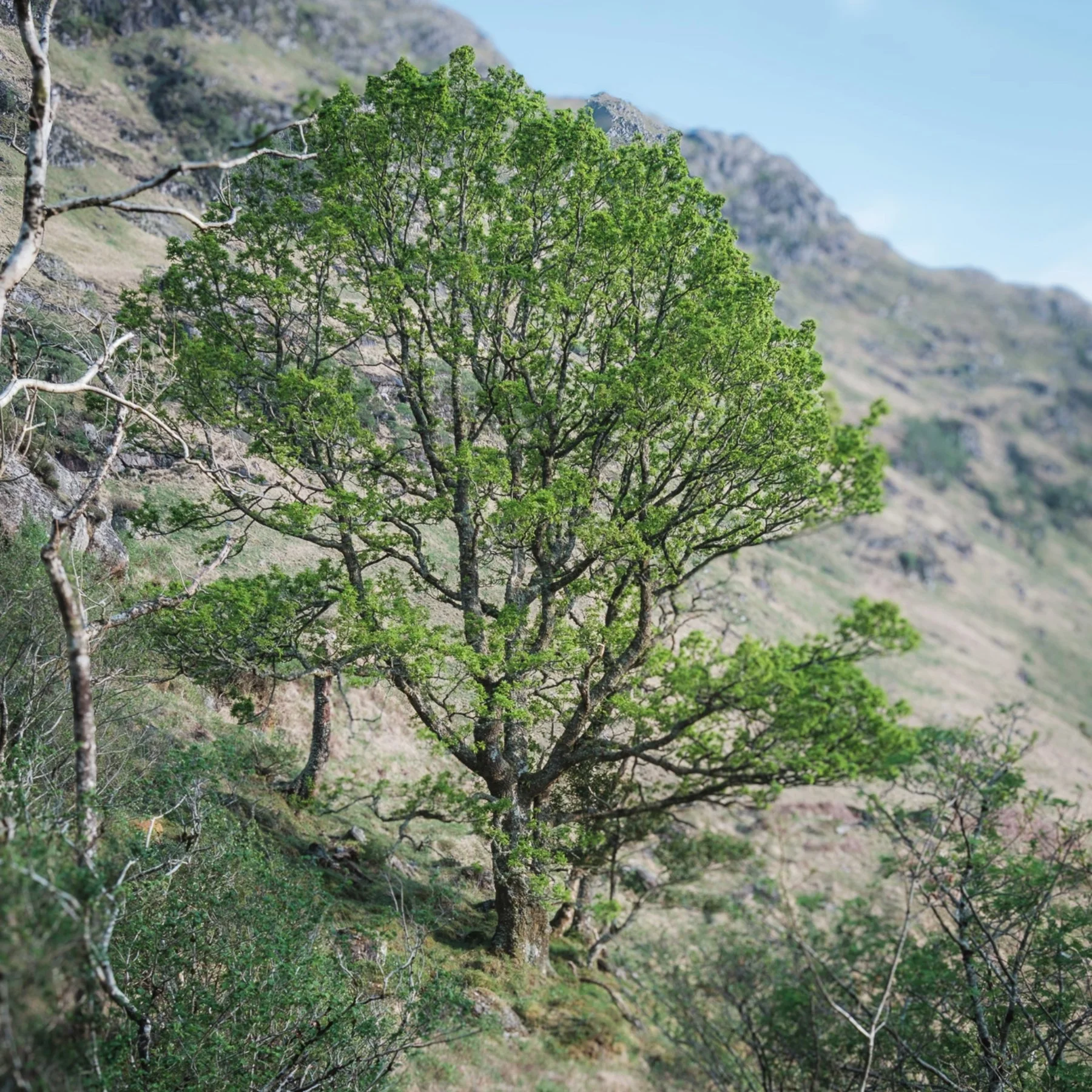 A majestic oak on the hillside at Glenforslan | Glen Moidart Scotland | Steven Marshall Photography