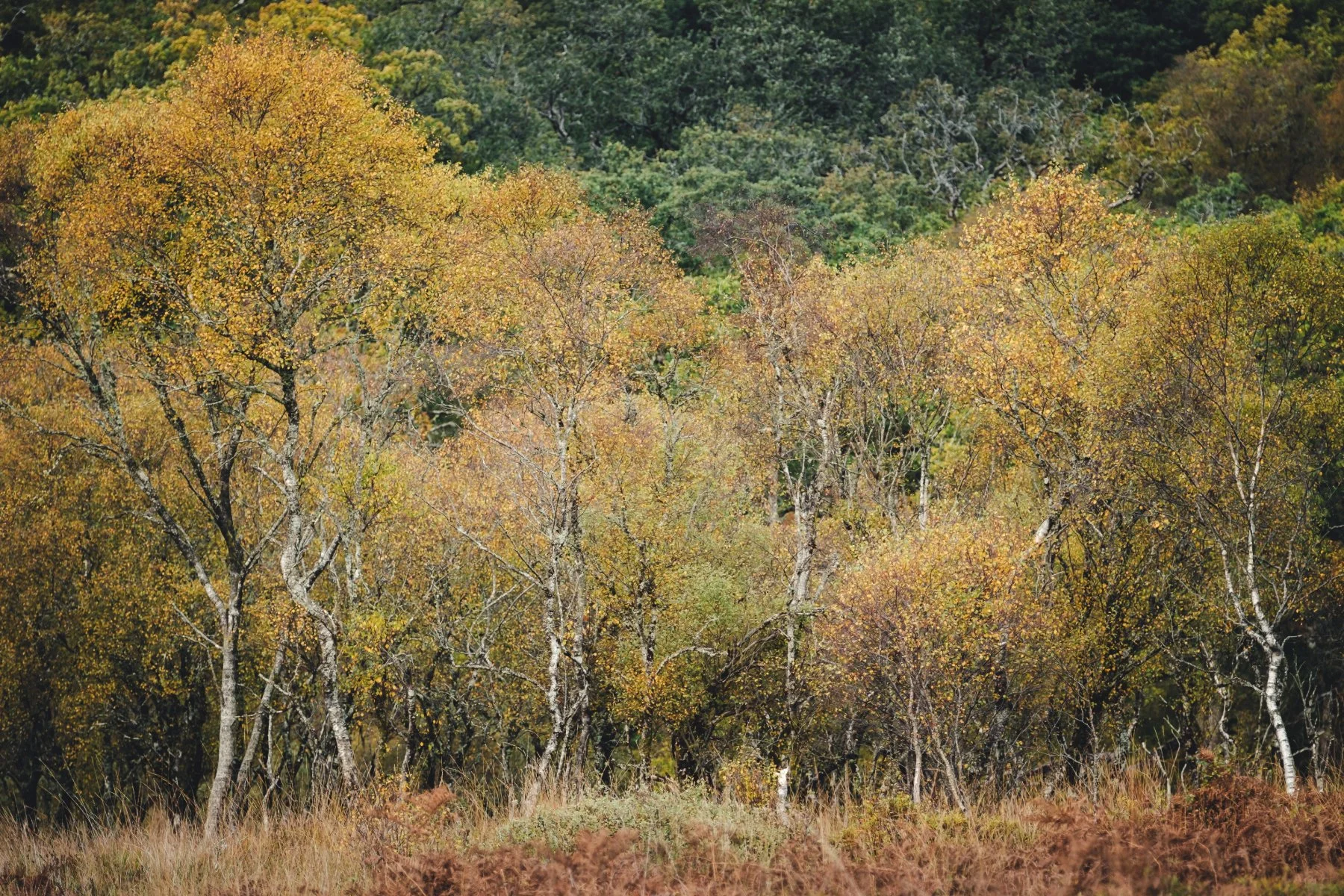Autumn Vibes
