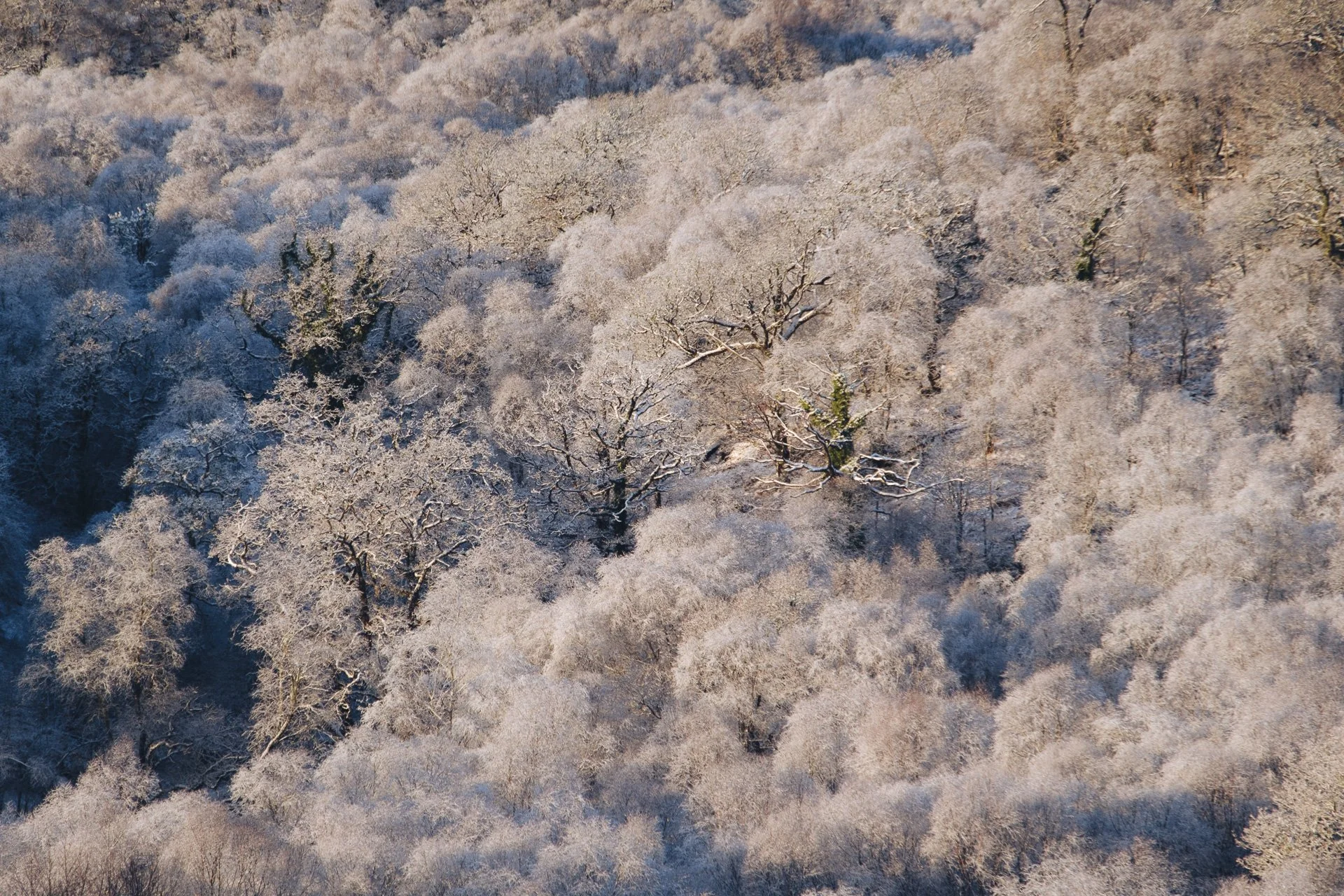 Snow covered woodland and trees on the hillside at Salen | Ardnamurchan Scotland | Steven Marshall Photography
