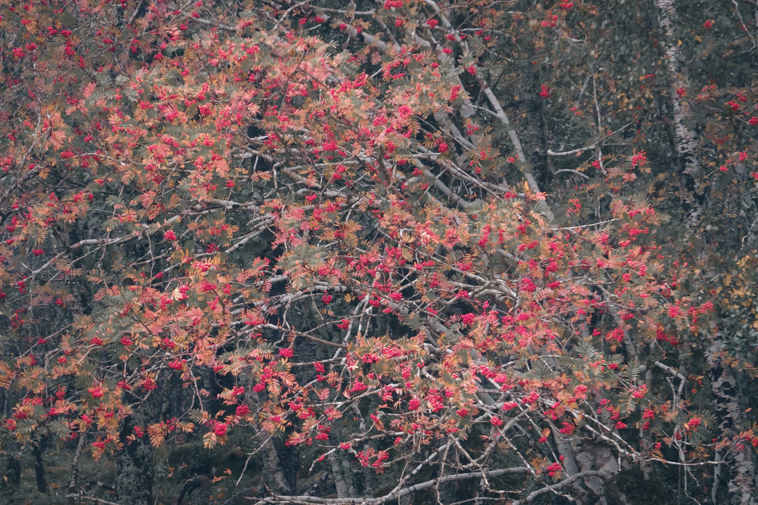 Branches of a rowan tree ladened with bright red berries at Sàilean nan Cuileag | Sunart Scotland | Steven Marshall Photography