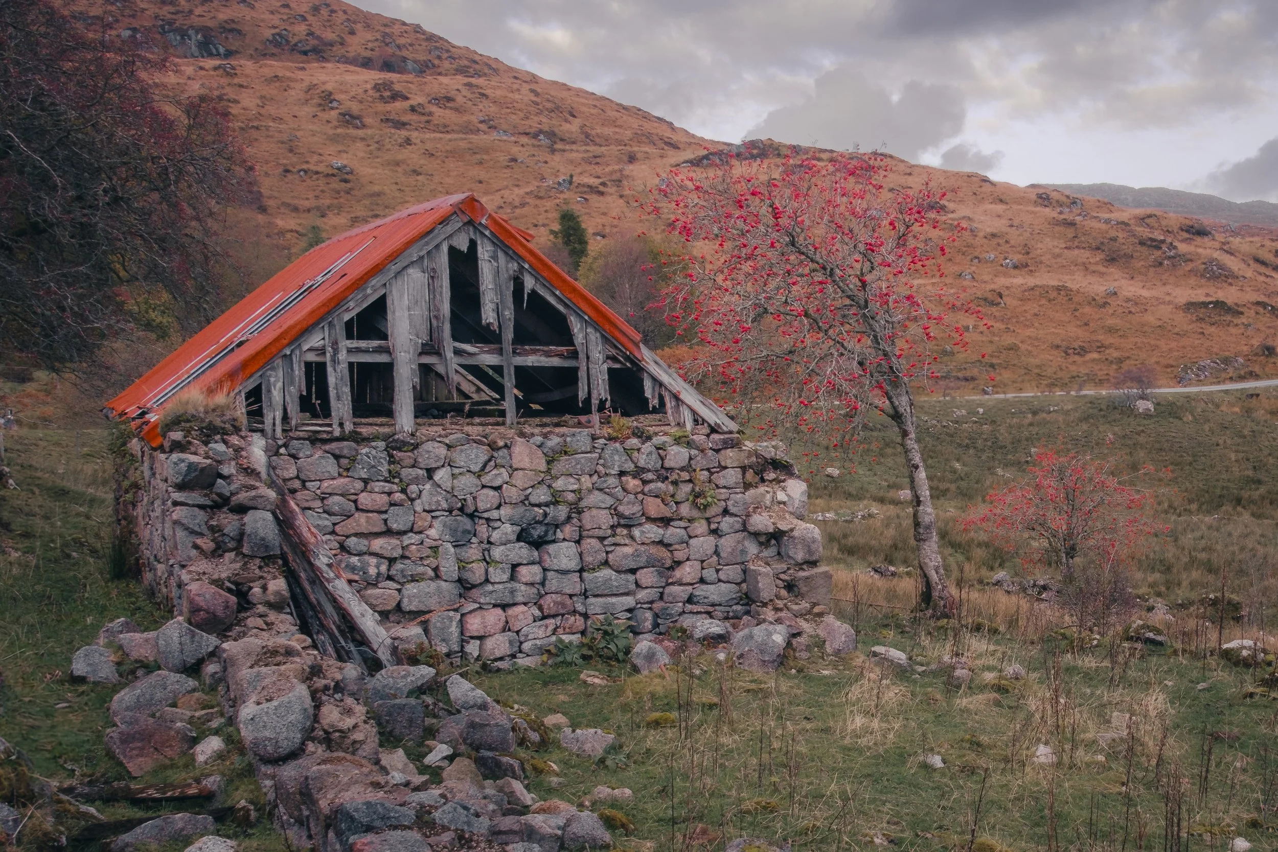 A rowan tree ladened with red berries next to a derelict stone croft building with a rusted tin roof at Bellsgrove | Sunart Scotland | Steven Marshall Photography