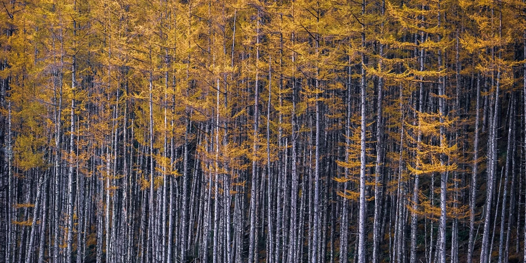 The silver trunks of yellow pined larch trees taken at Loch Doilet, Polloch in autumn| Sunart Scotland | Steven Marshall Photography