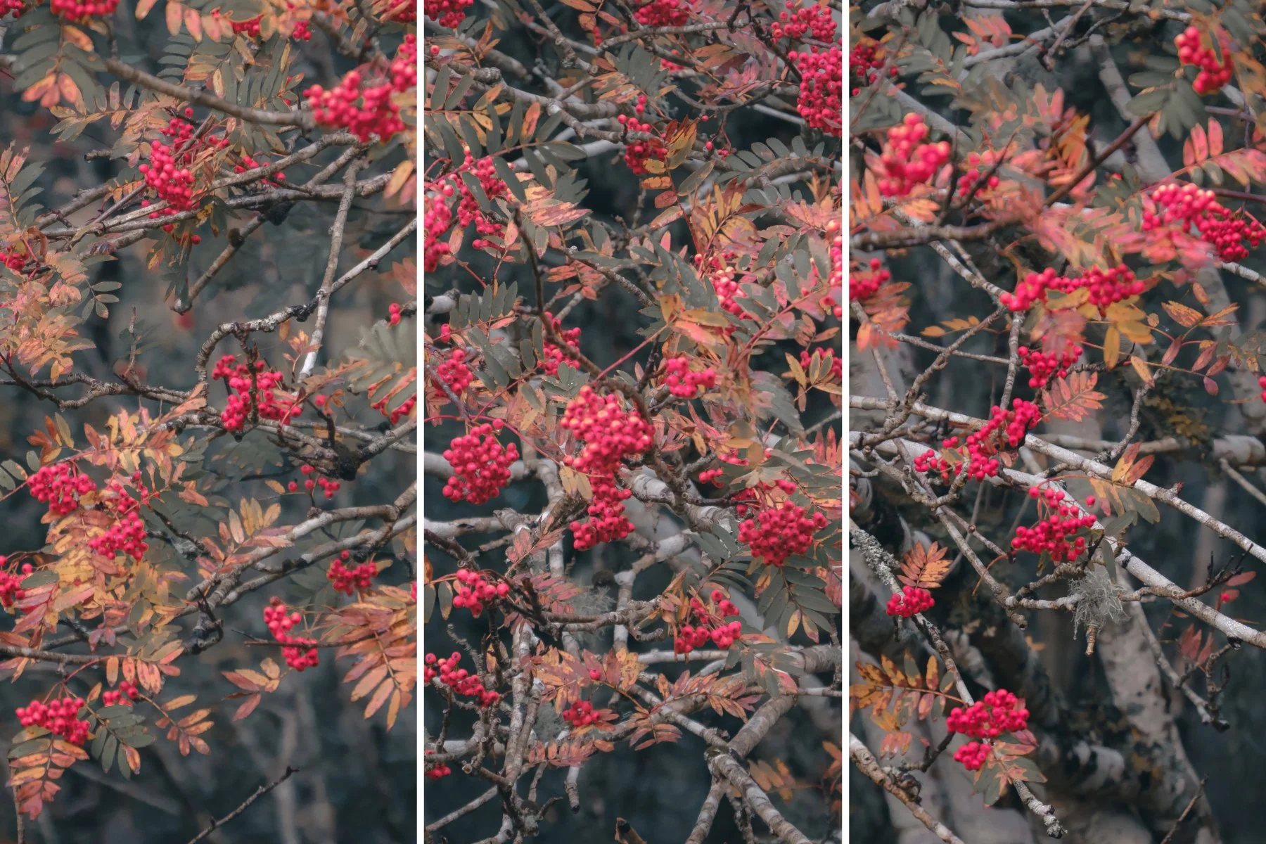 Bright red rowan tree berries on sliver branches with orange leaves | Sunart Scotland | Steven Marshall Photography
