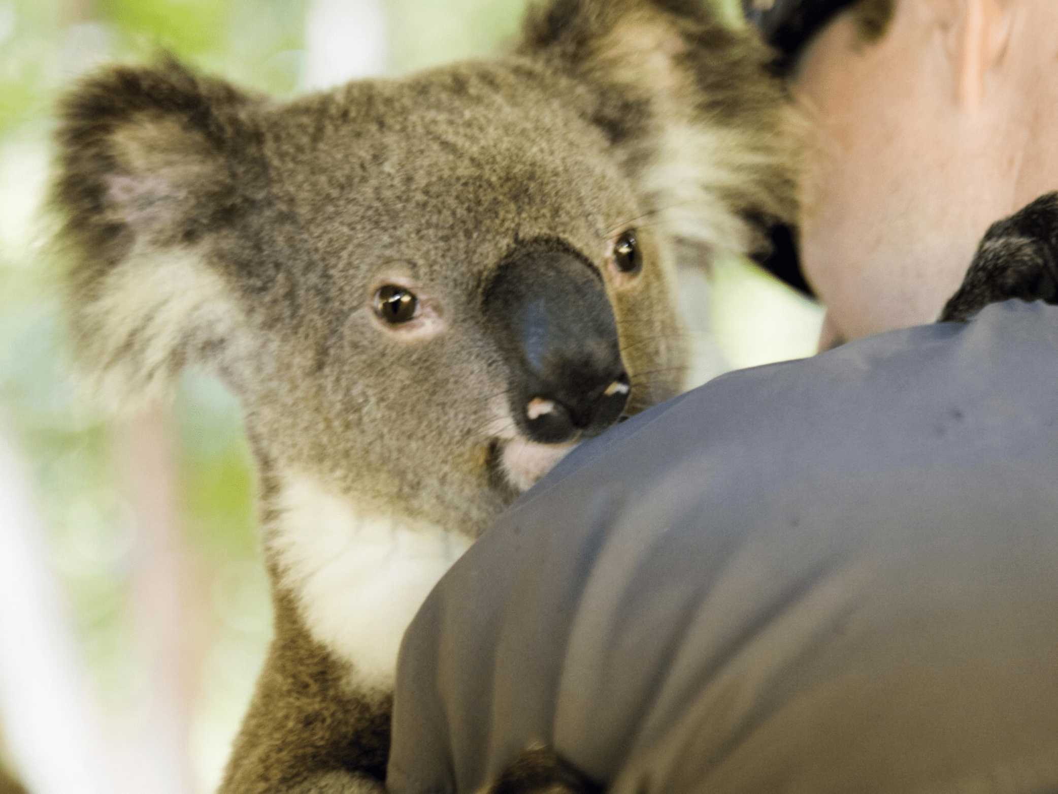 A koala bear clinging to a person's shoulder with its face close to the camera, showing its brown fur and dark nose.