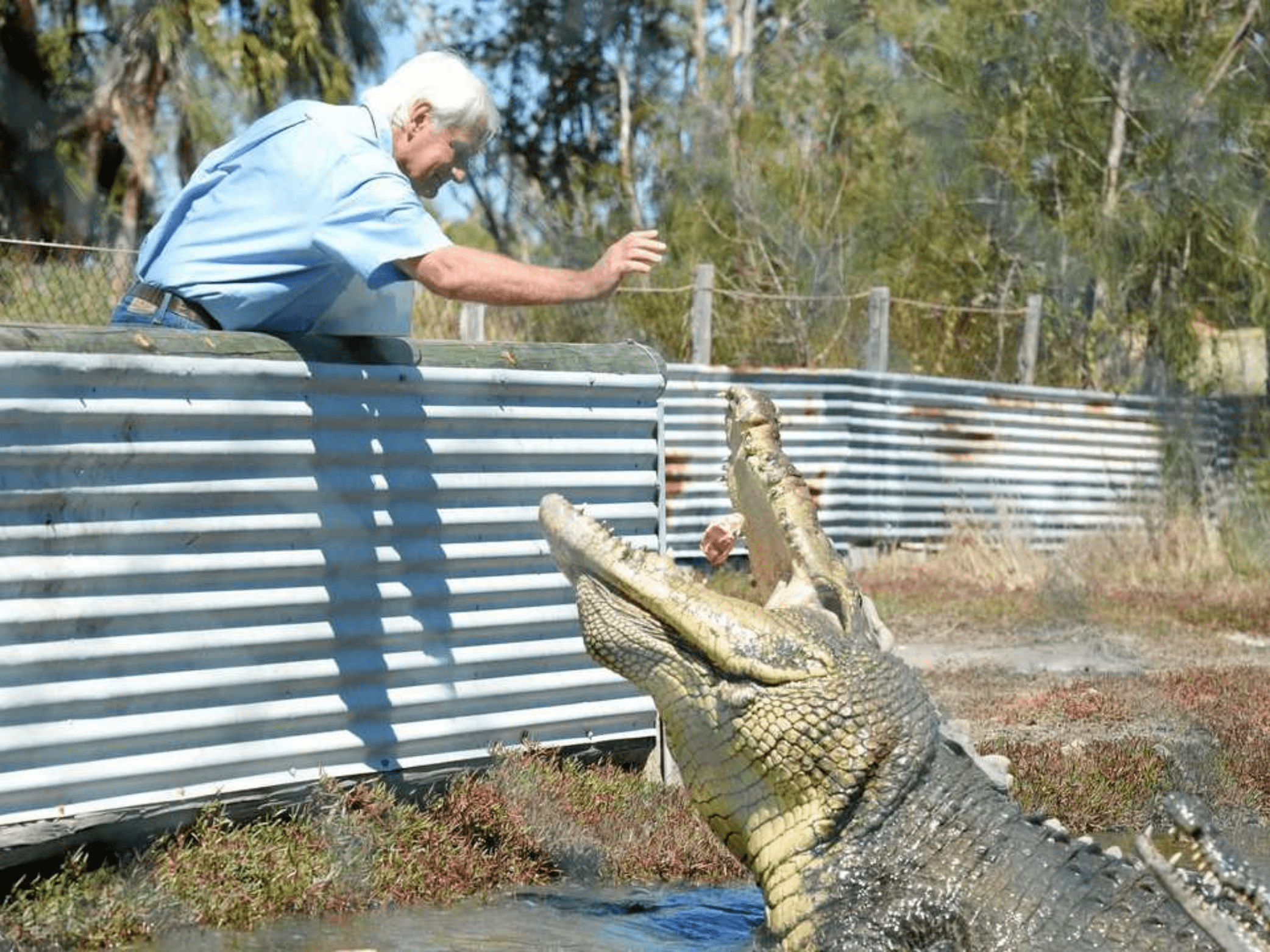 An elderly man with white hair and a blue shirt leans over a metal guardrail, reaching out towards a large alligator on the ground next to a wooded area.