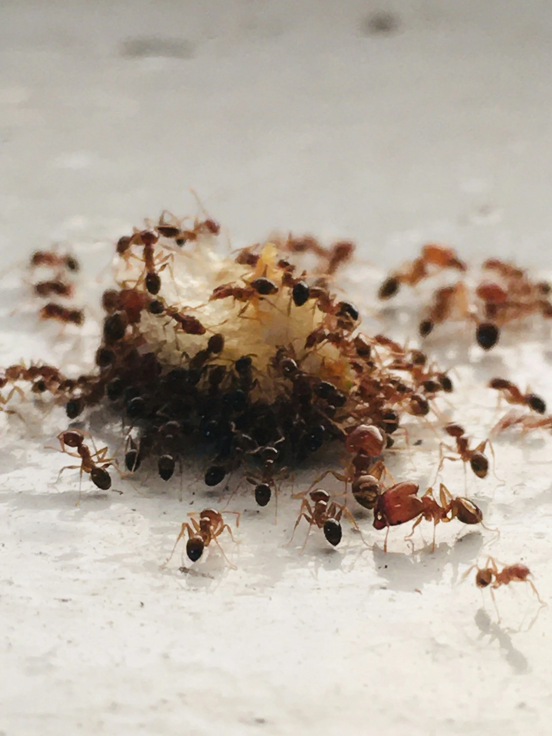A group of ants gathering around a food crumb on a white surface.