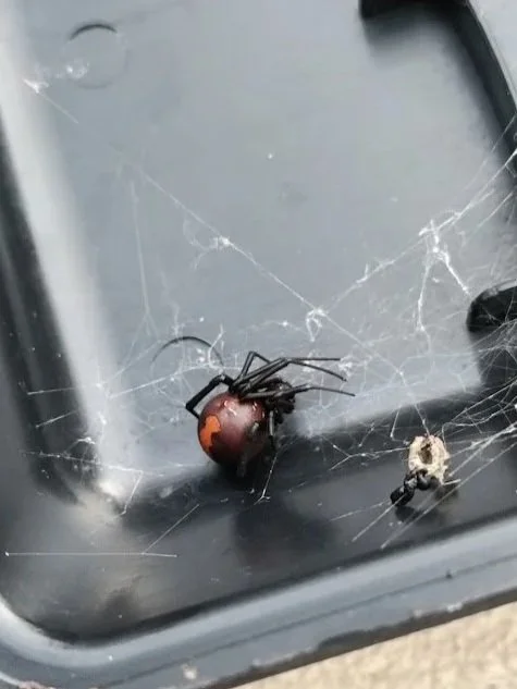 Spiders