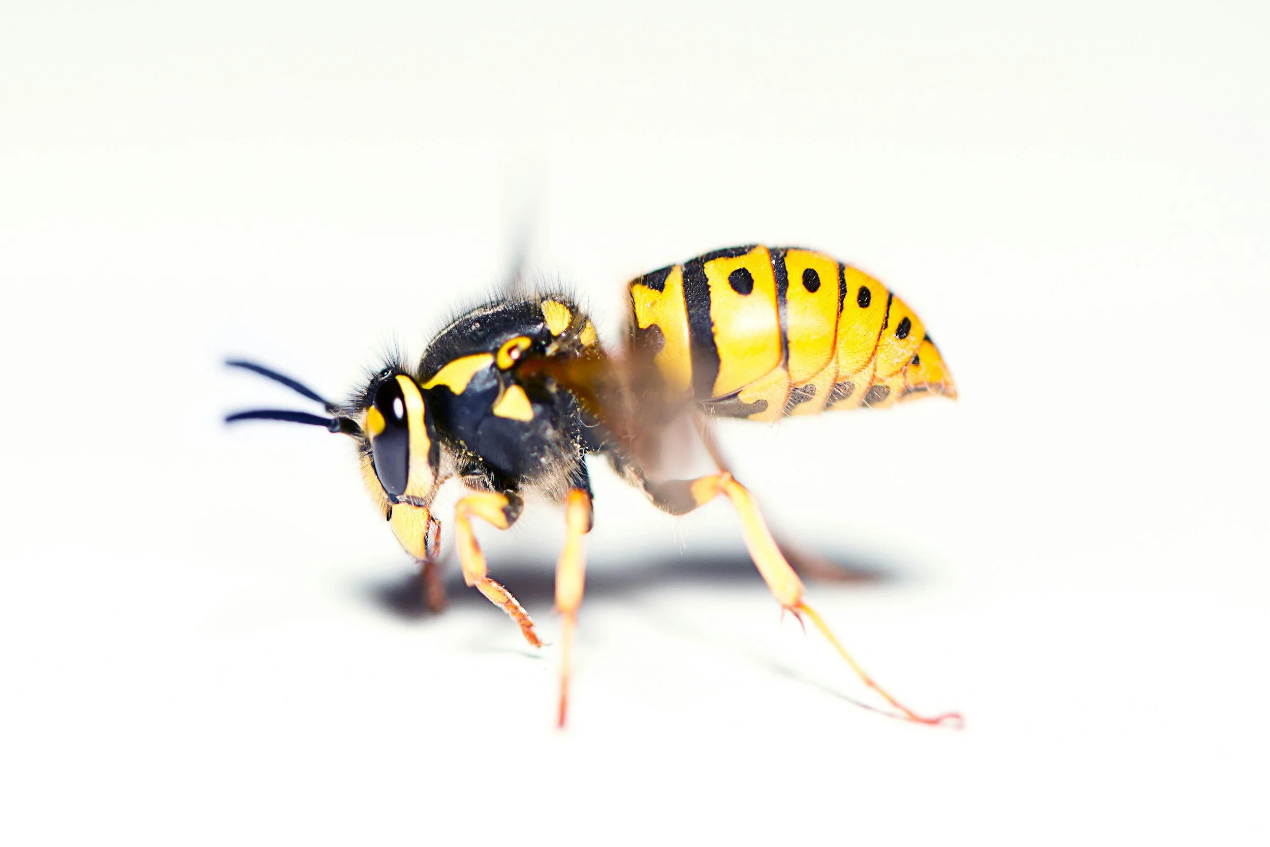 Wasps