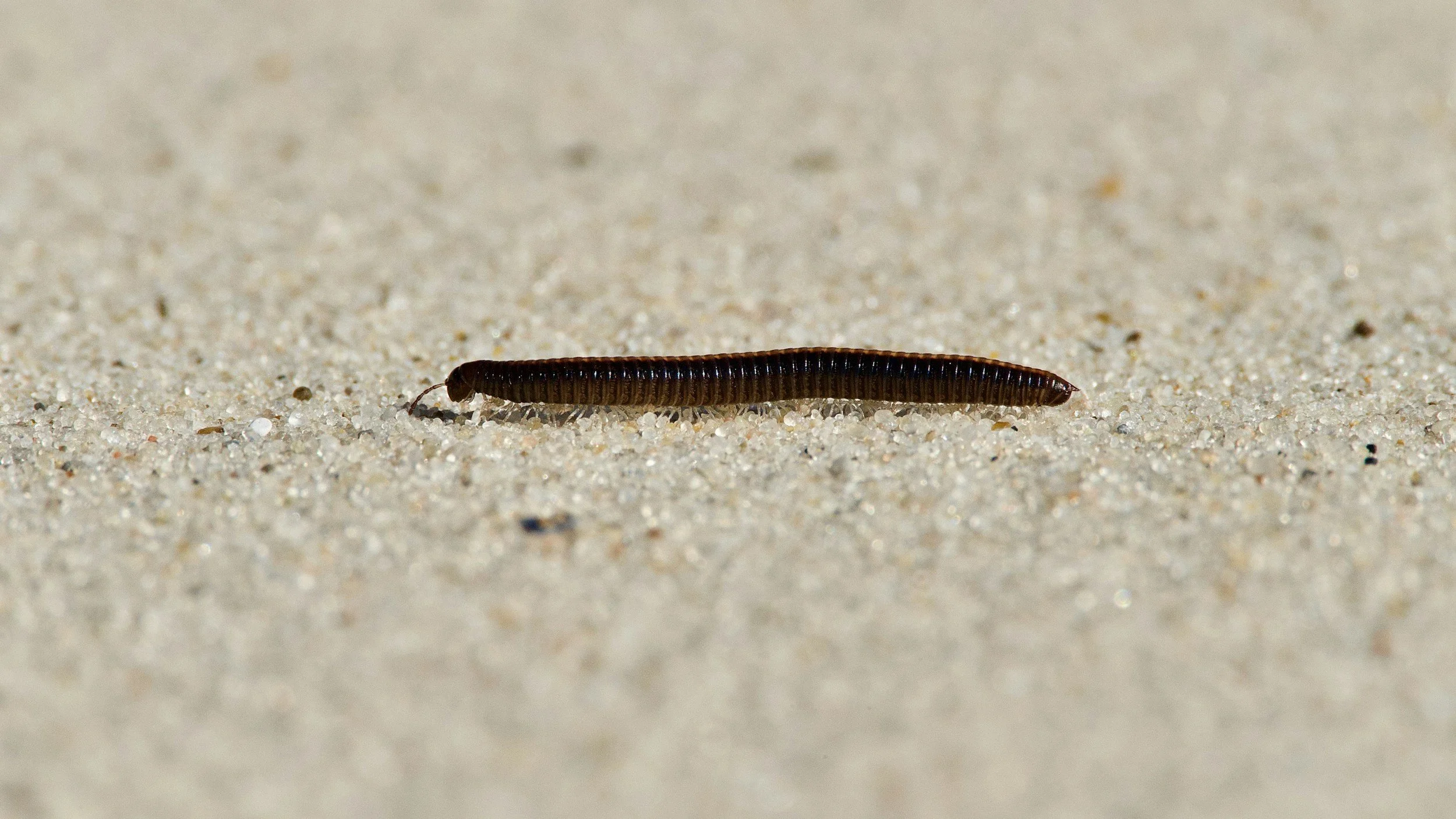 Millipedes