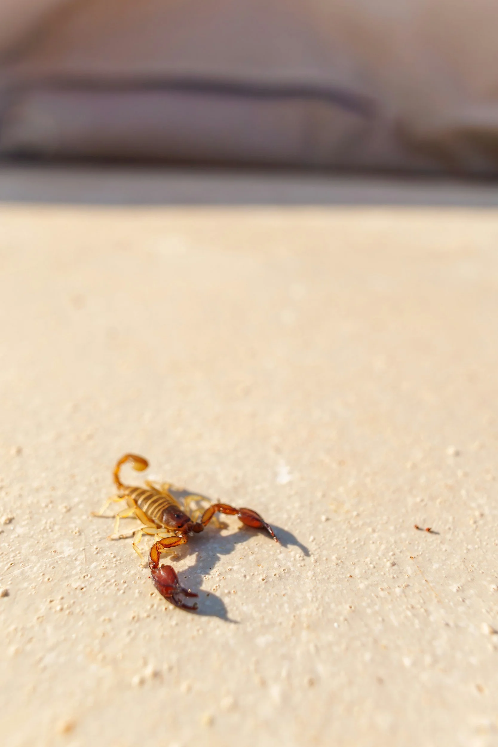Scorpions