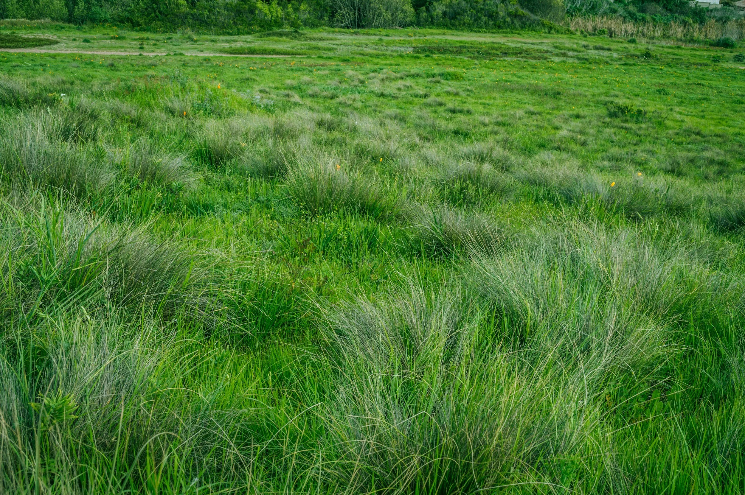 A green grassy field with patches of tall grass and wildflowers, bordered by trees and shrubs in the background.