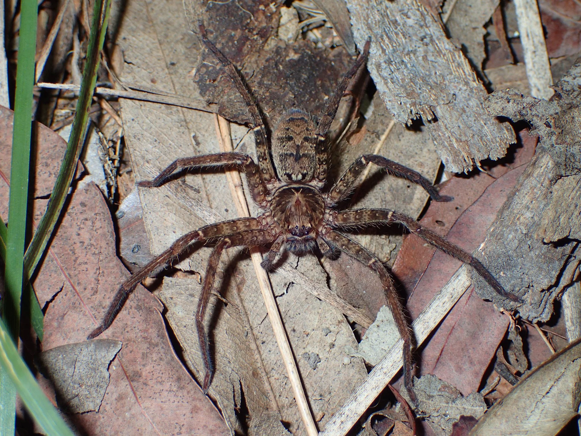 A spider with a brown patterned body and long legs resting on dry leaves and small twigs on the ground.