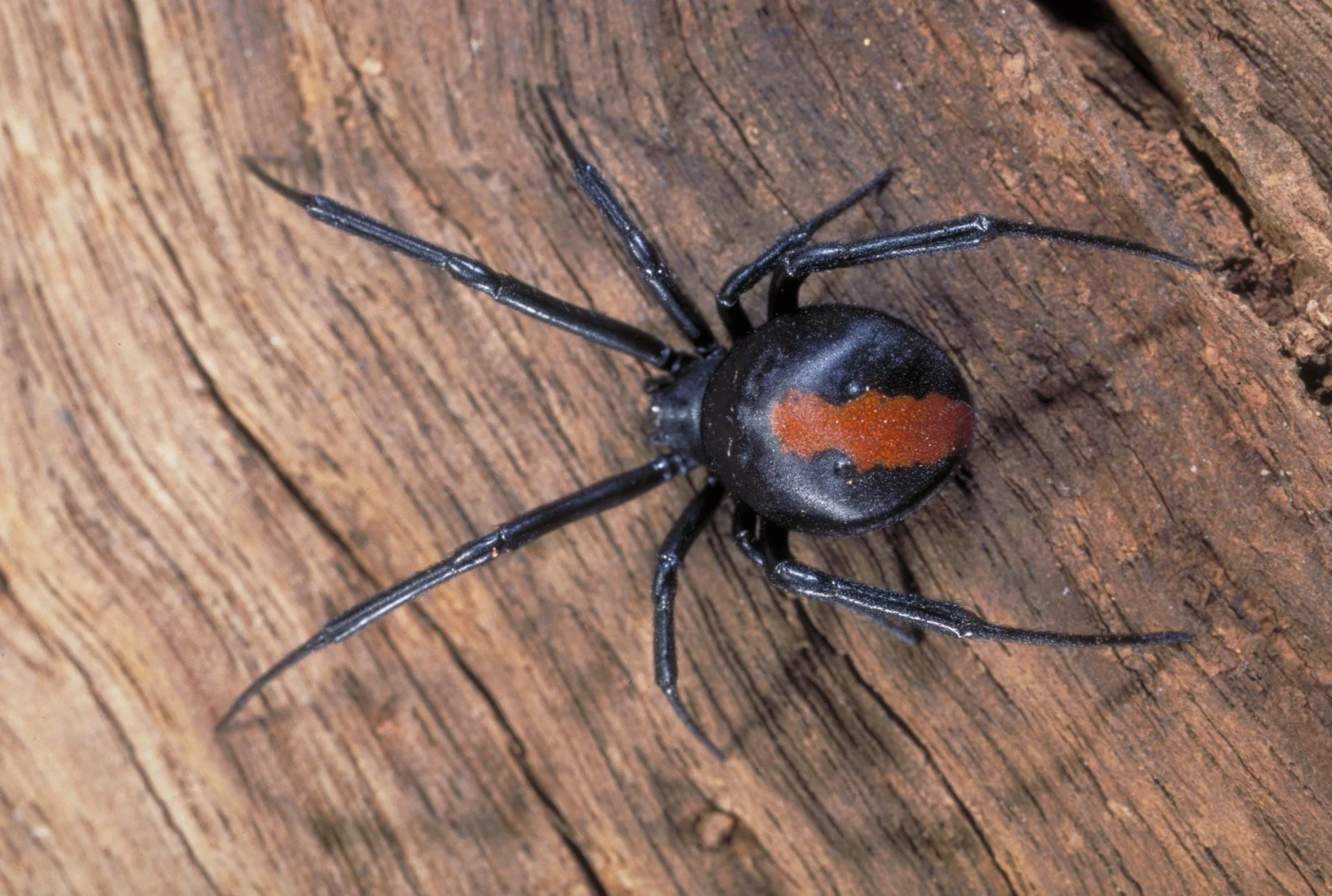 Close-up of a black widow spider with an orange hourglass marking on its abdomen, on a wooden surface.