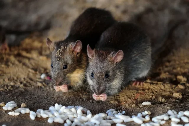 Rodents