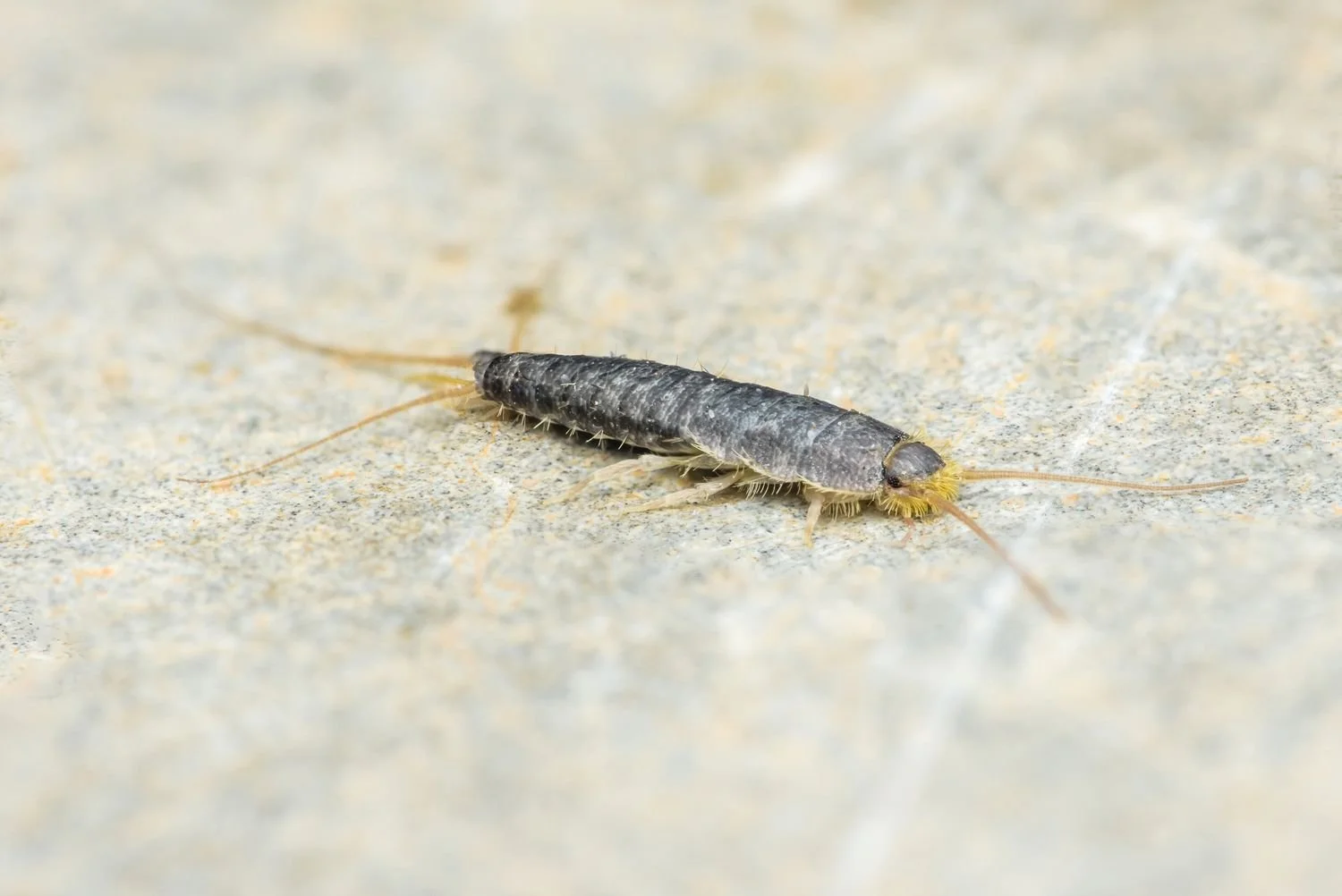 Silverfish