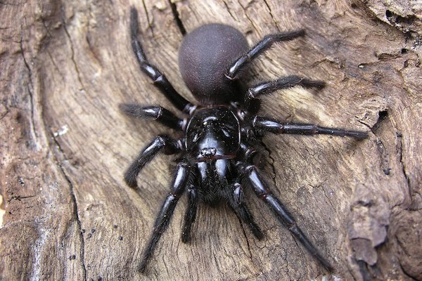 Close-up of a black spider and a black tarantula on wood