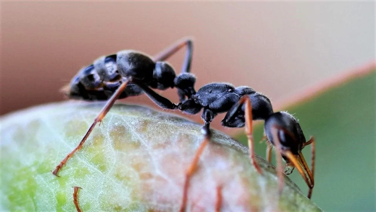 Close-up of two black ants standing on a green leaf, one ant appears to be feeding the other.