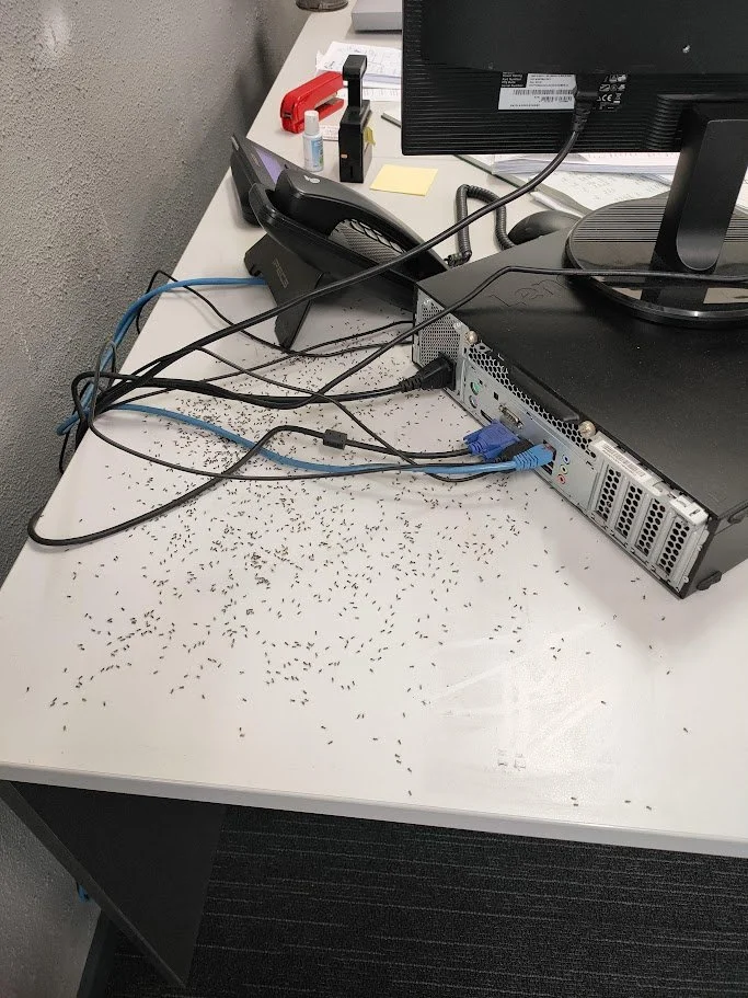 Desk with a computer monitor, keyboard, and scattered dead insects on the white surface.