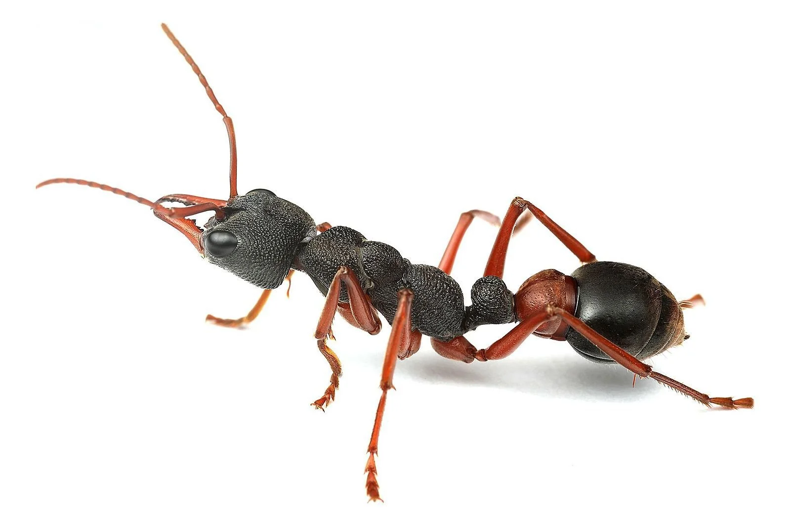 Close-up of an ant with a segmented body, black head, reddish thorax, and black abdomen, isolated on white background.
